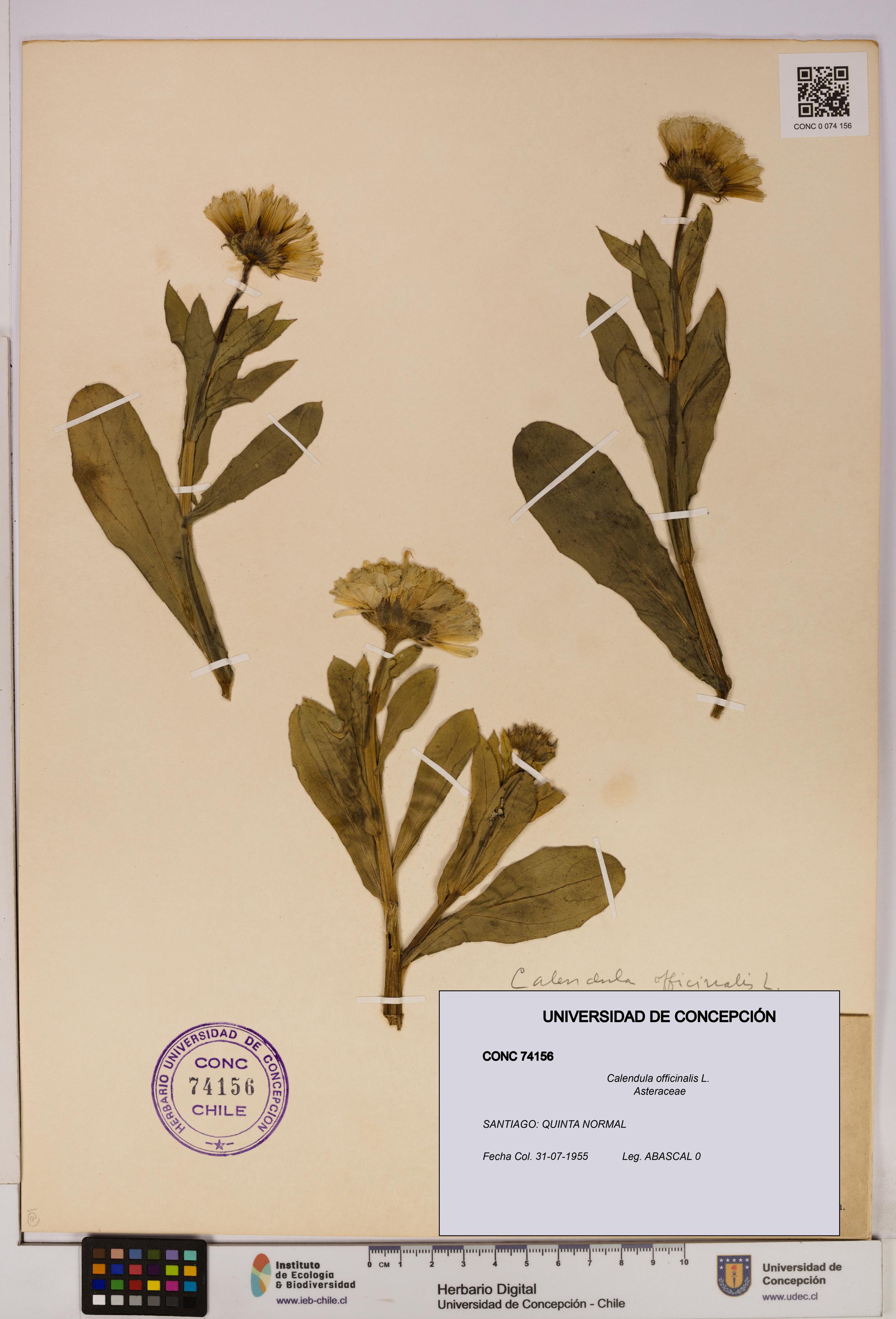 Calendula officinalis [Espécimen: UDEC:CONC:0074156]