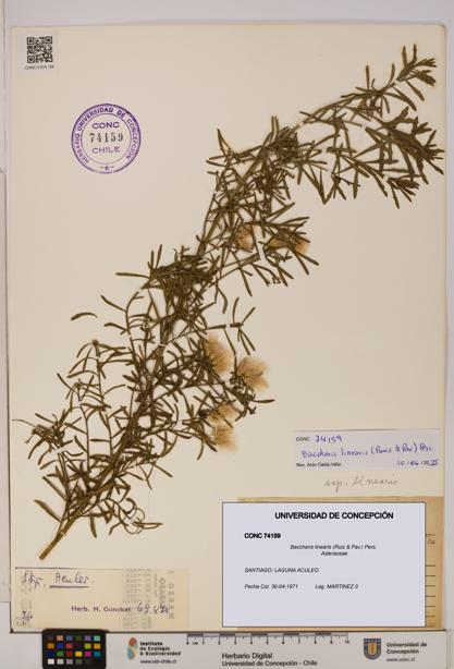 Baccharis linearis [Espécimen: UDEC:CONC:0074159]