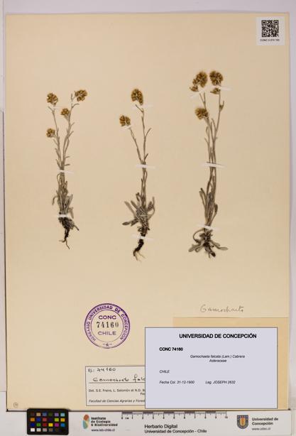 Gamochaeta falcata [Espécimen: UDEC:CONC:0074160]