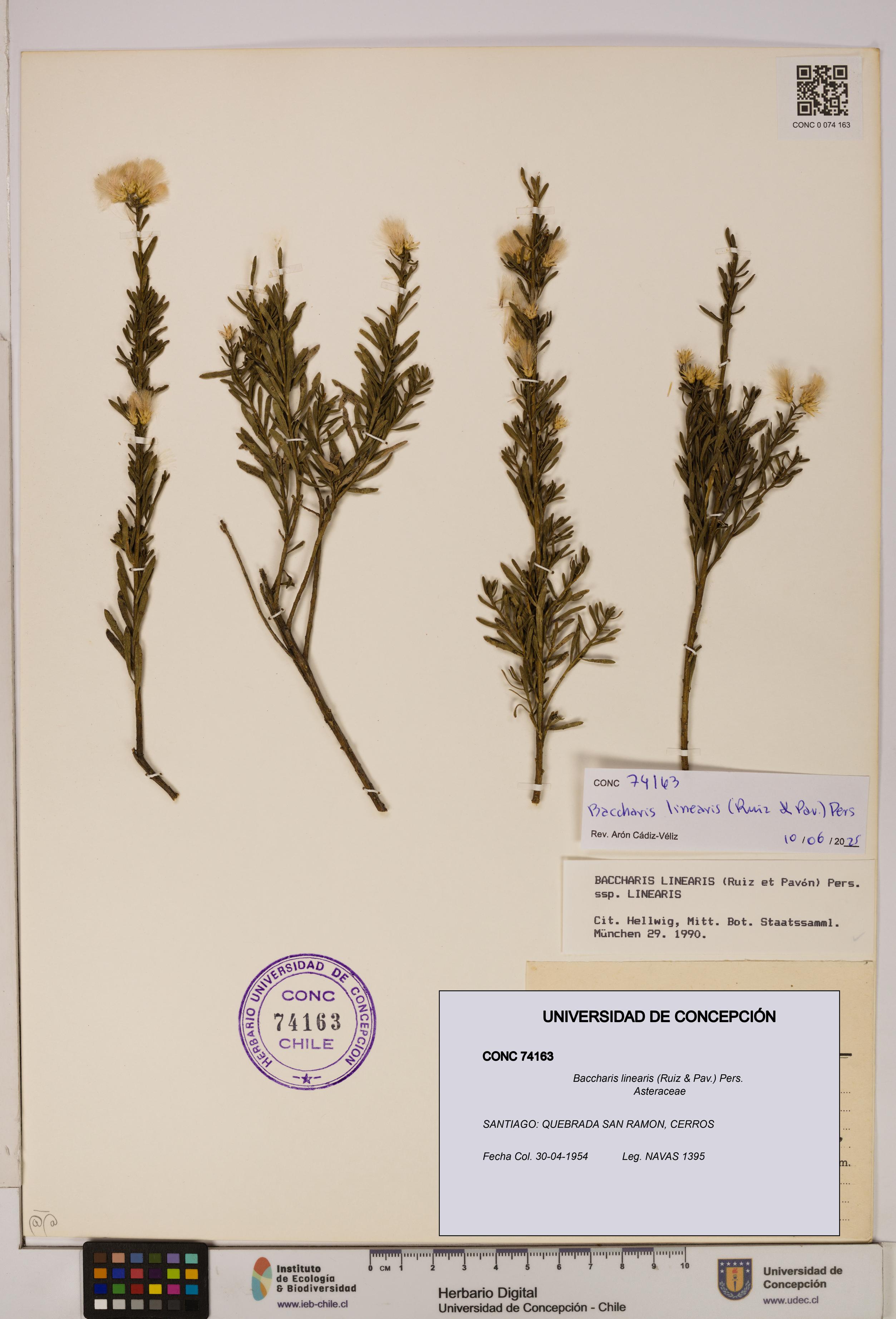 Baccharis linearis [Espécimen: UDEC:CONC:0074163]
