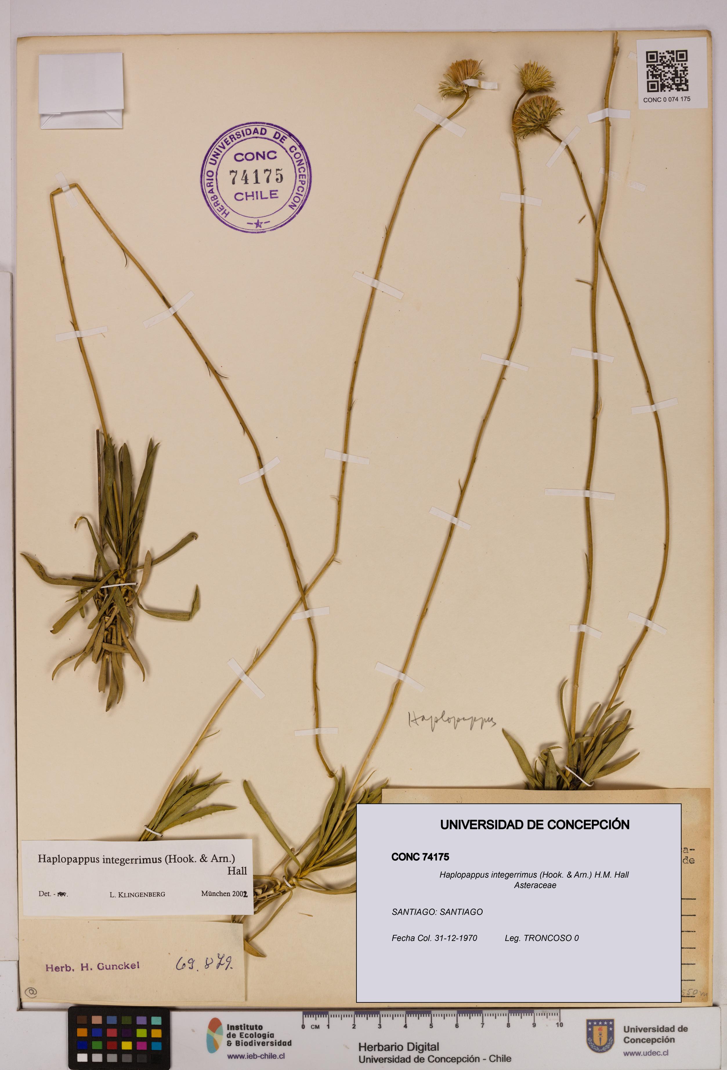 Haplopappus integerrimus [Espécimen: UDEC:CONC:0074175]