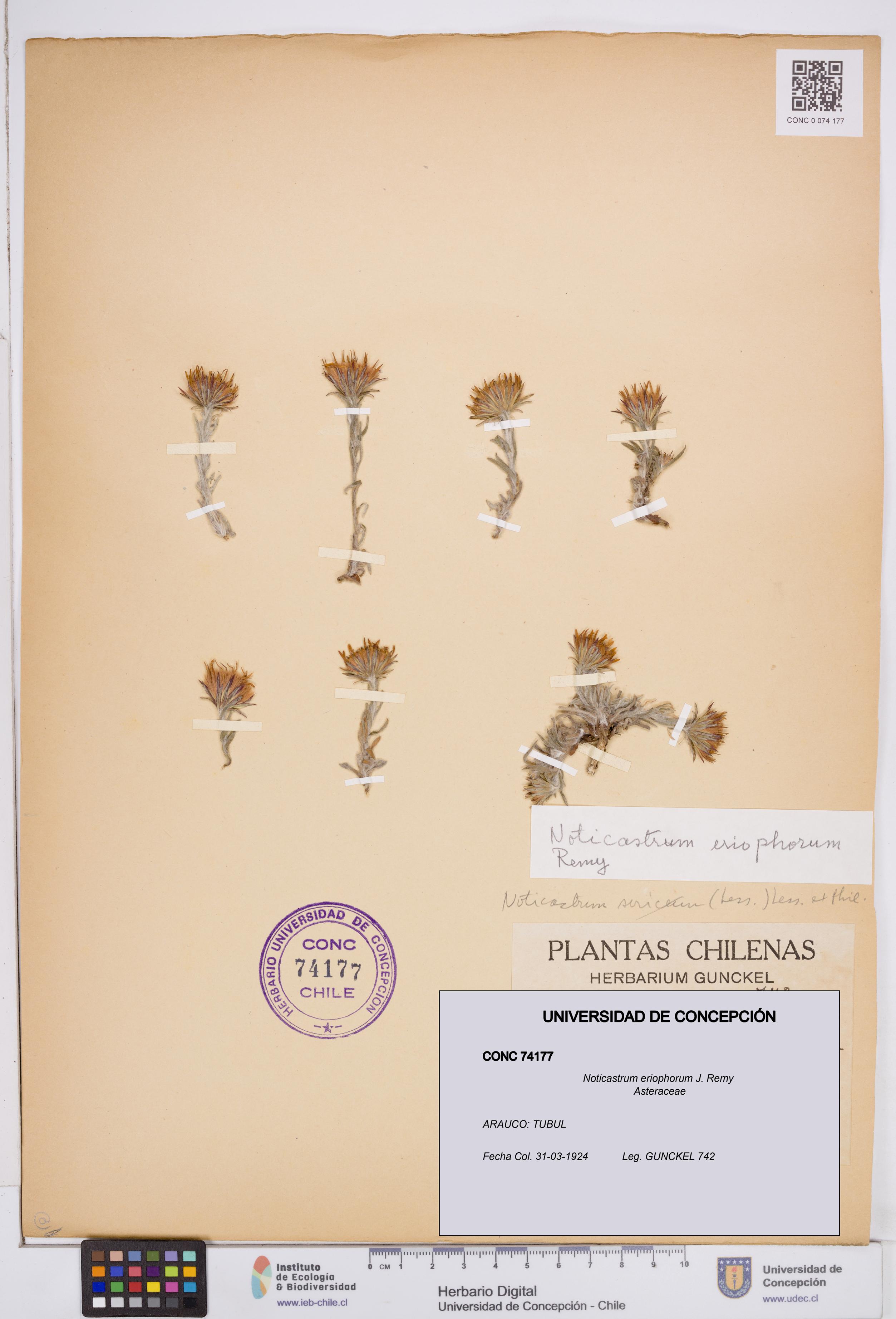 Noticastrum eriophorum [Espécimen: ]