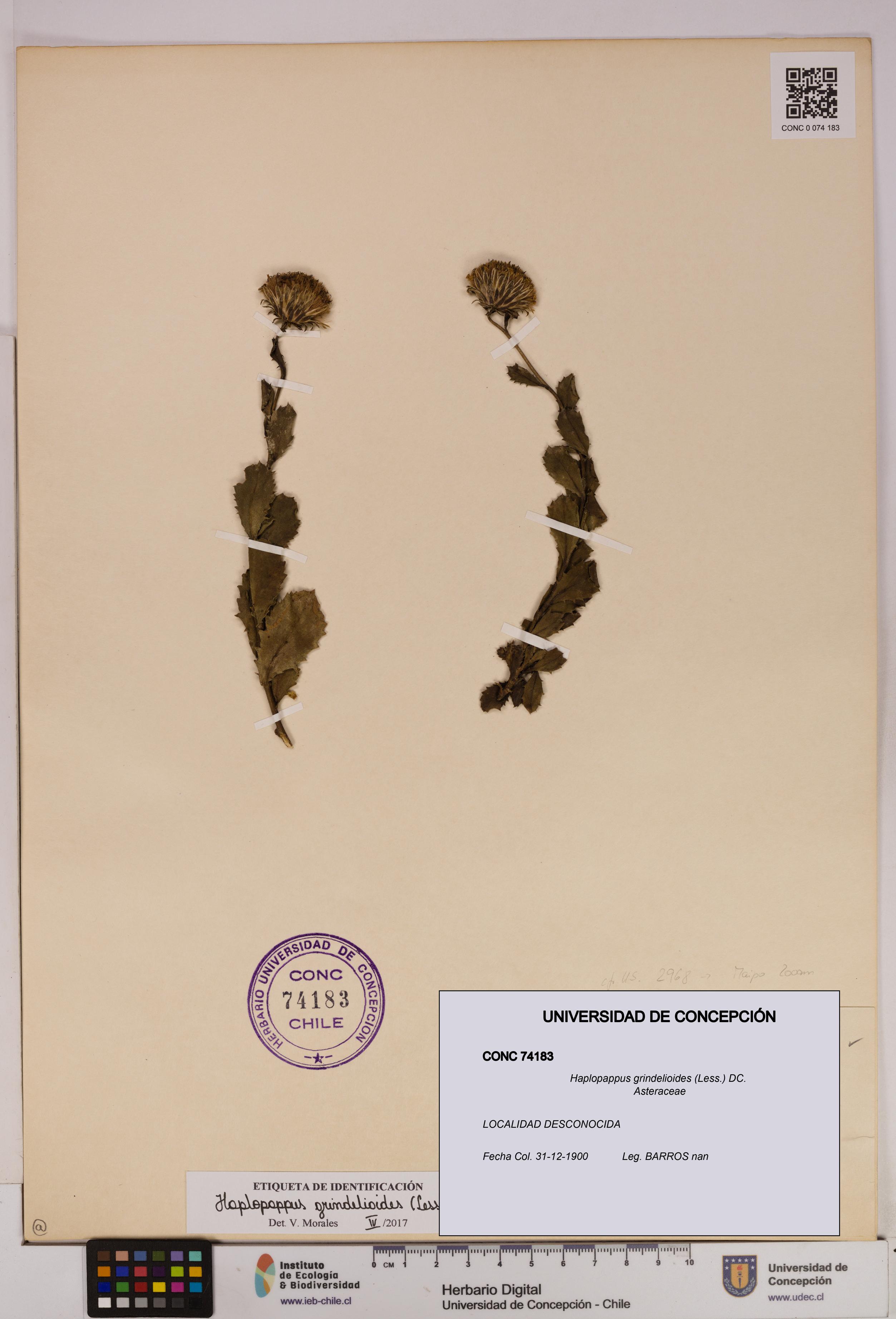 Haplopappus grindelioides [Espécimen: UDEC:CONC:0074183]