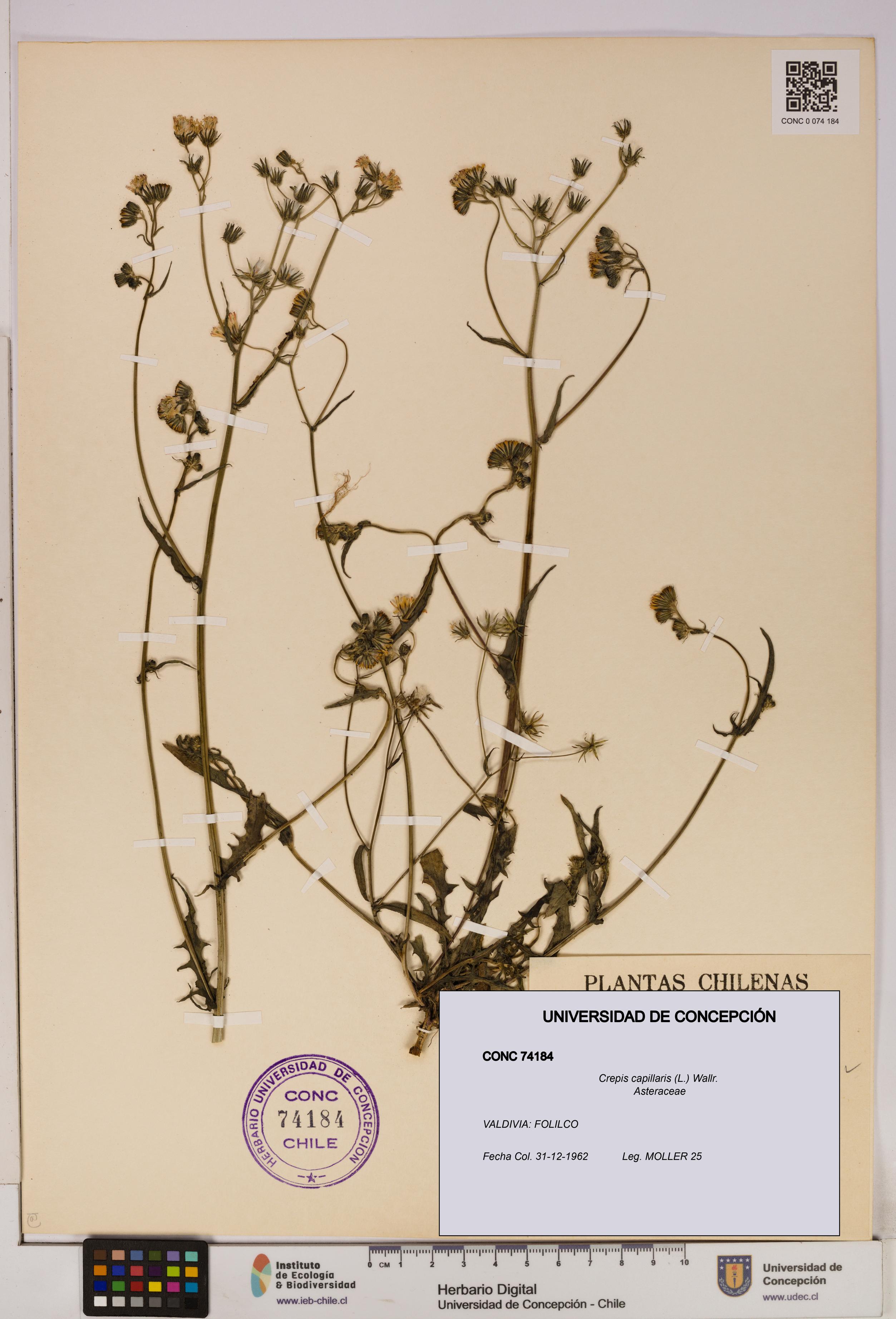 Crepis capillaris [Espécimen: UDEC:CONC:0074184]
