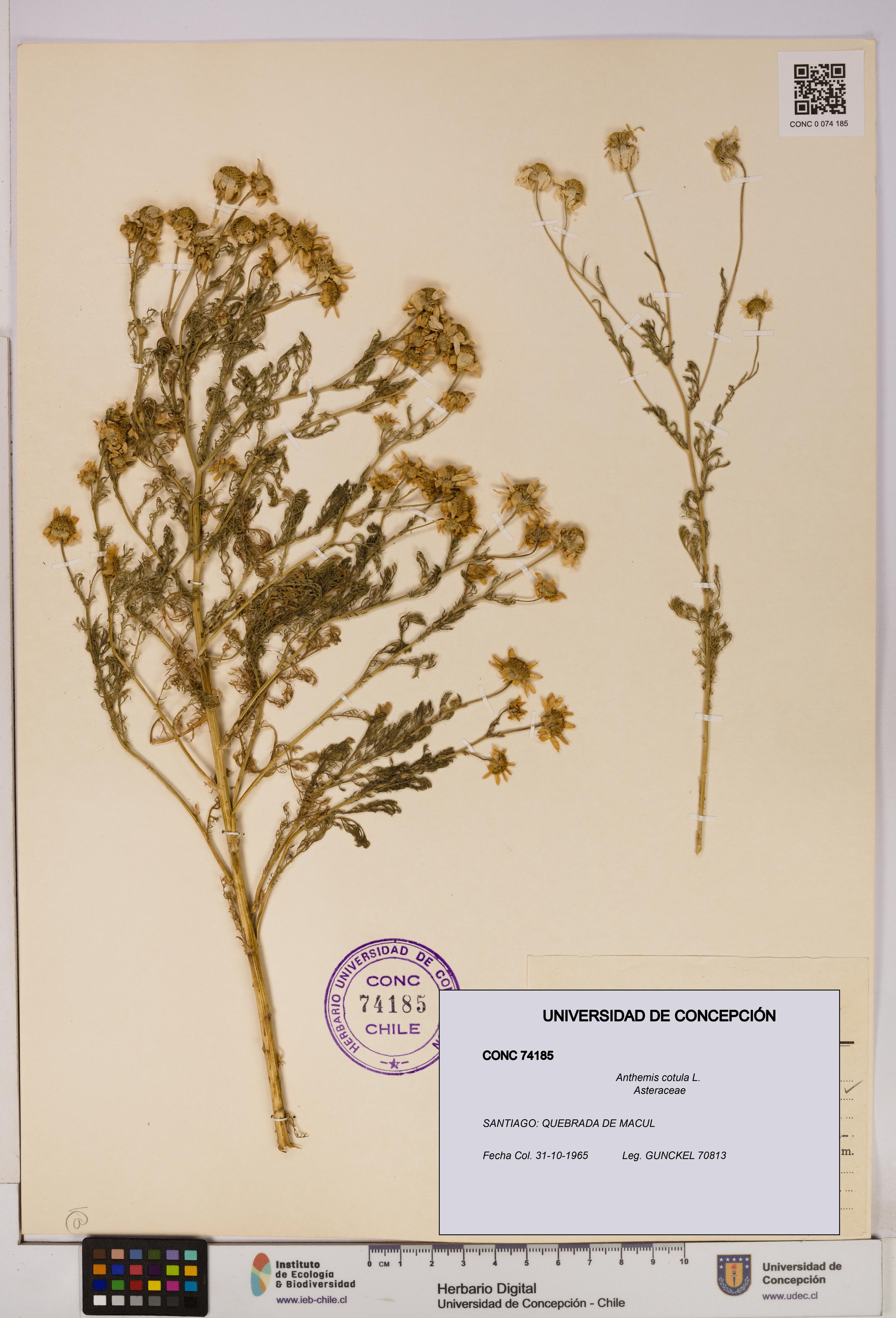 Anthemis cotula [Espécimen: UDEC:CONC:0074185]