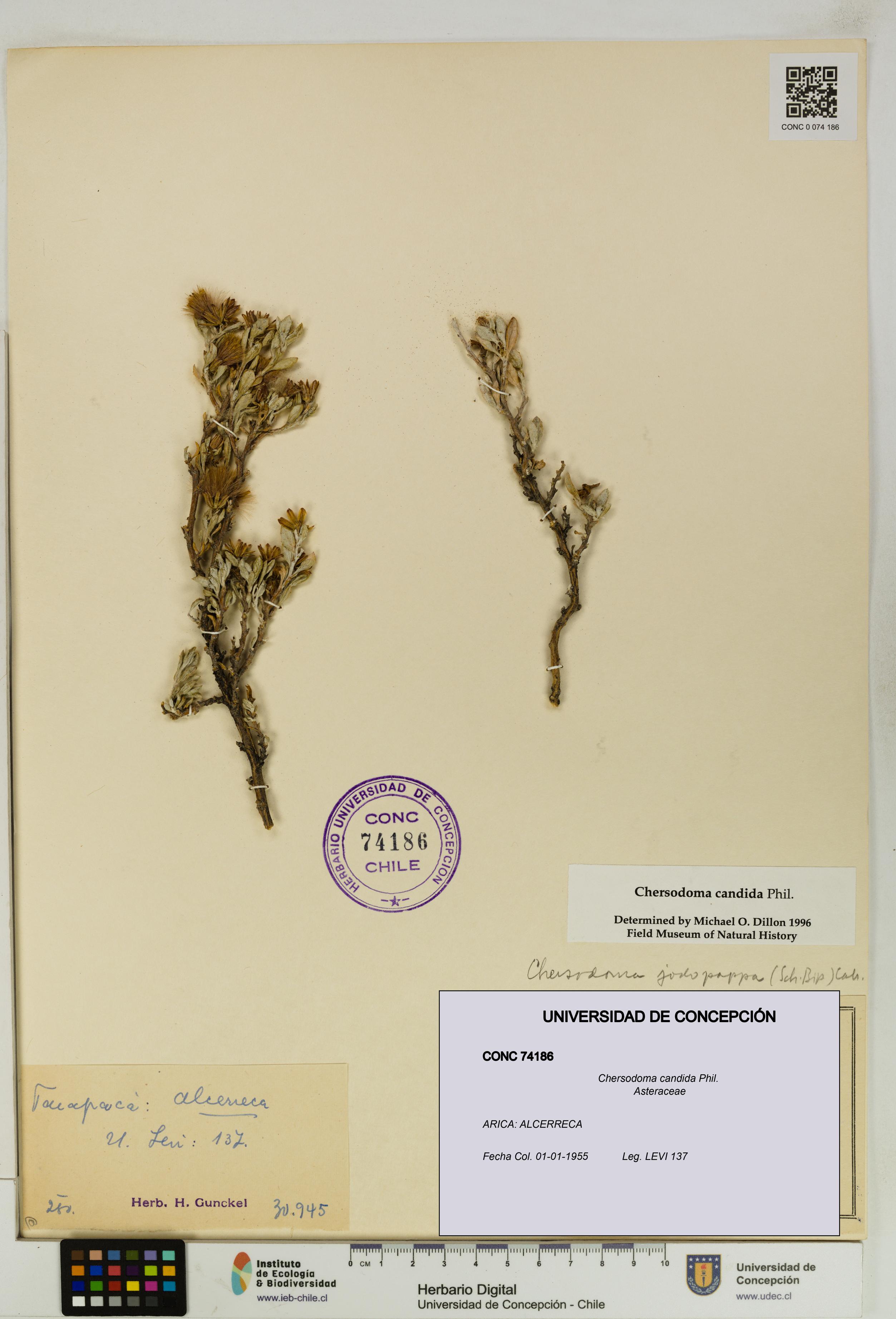 Chersodoma candida [Espécimen: UDEC:CONC:0074186]