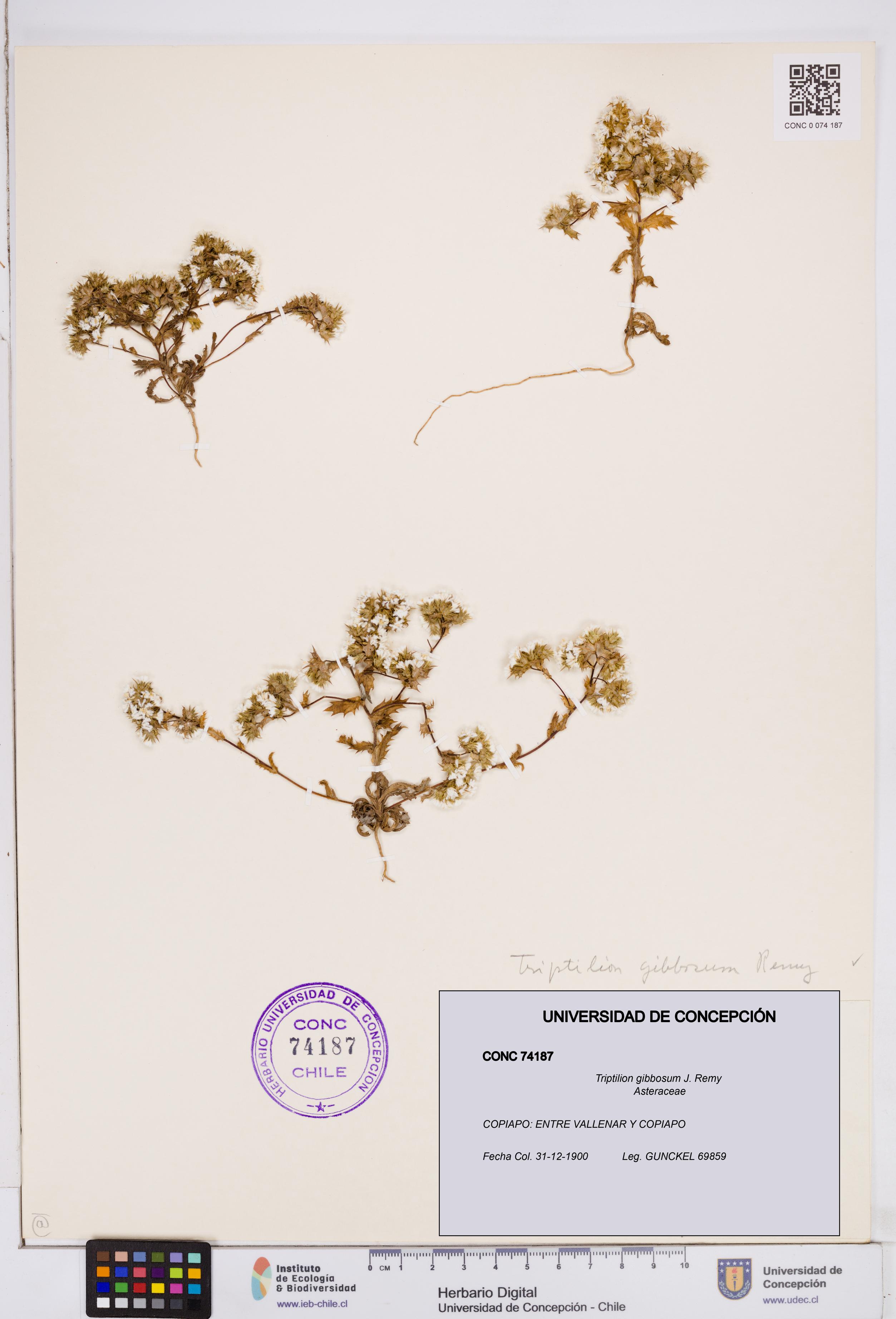 Triptilion gibbosum [Espécimen: ]