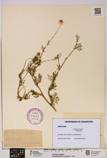 Anthemis cotula [Espécimen: UDEC:CONC:0074188]