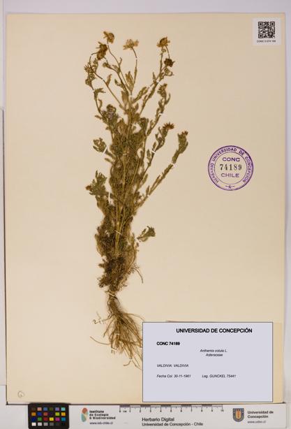 Anthemis cotula [Espécimen: UDEC:CONC:0074189]
