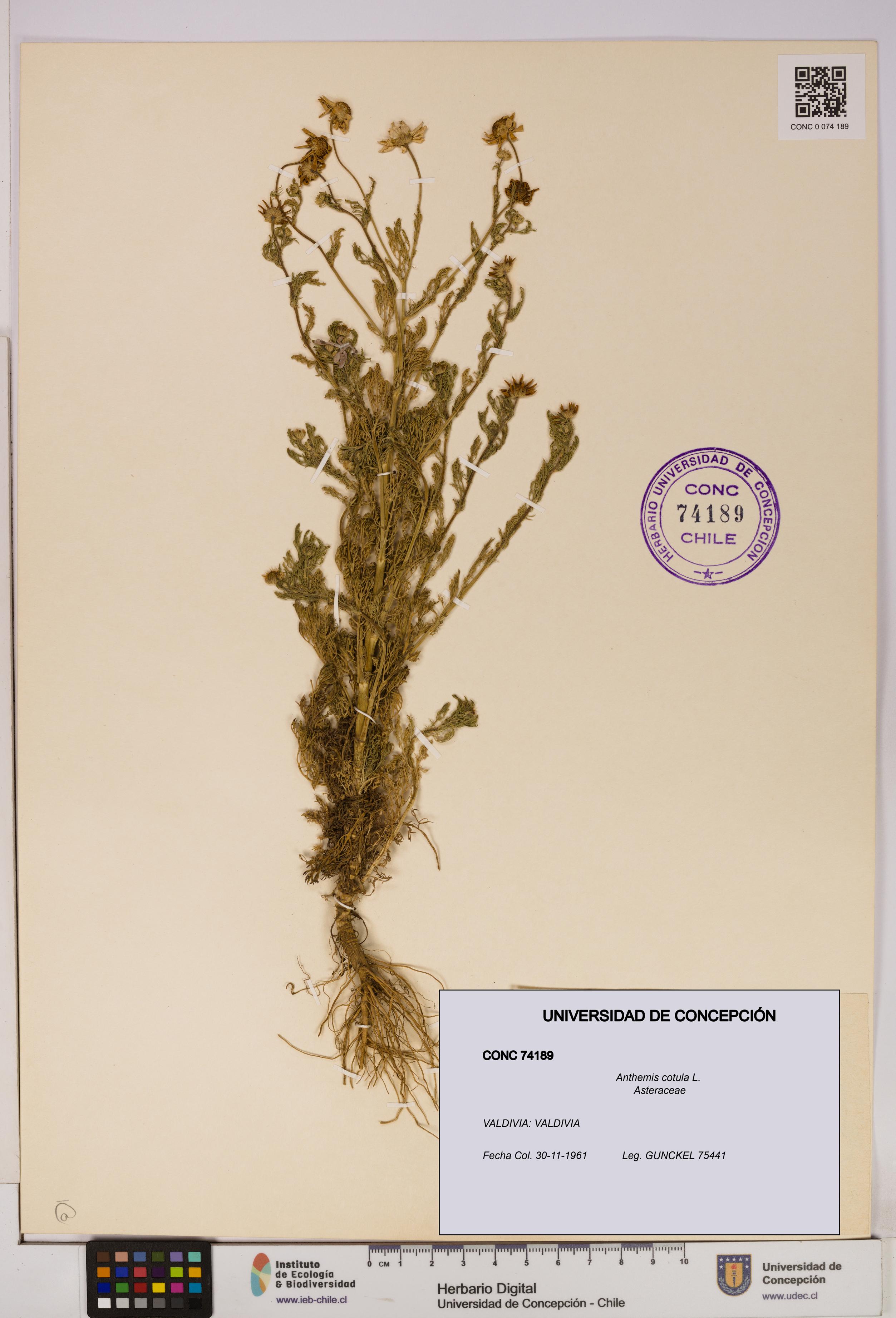 Anthemis cotula [Espécimen: UDEC:CONC:0074189]