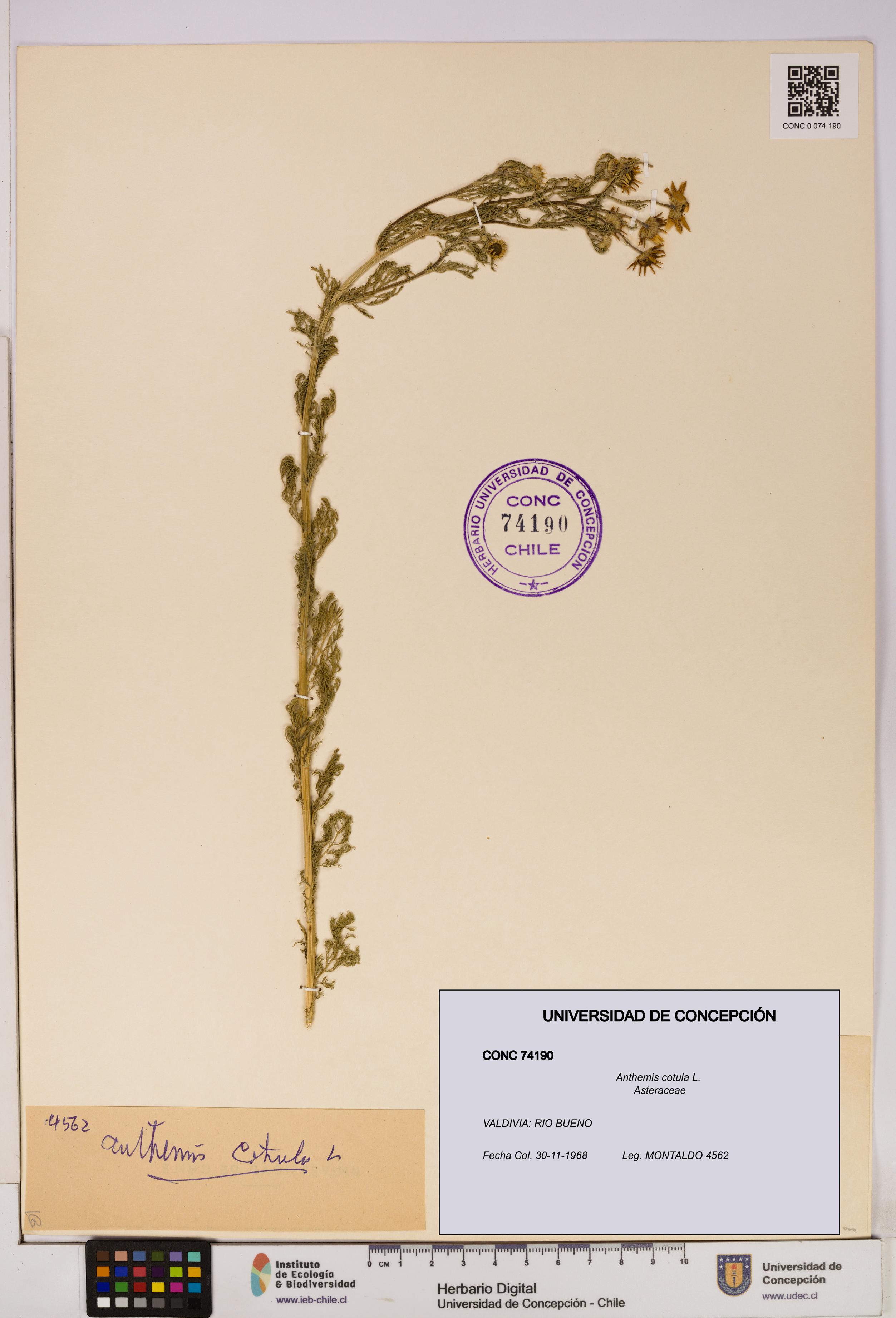 Anthemis cotula [Espécimen: UDEC:CONC:0074190]