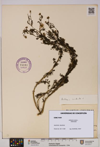 Anthemis cotula [Espécimen: UDEC:CONC:0074191]