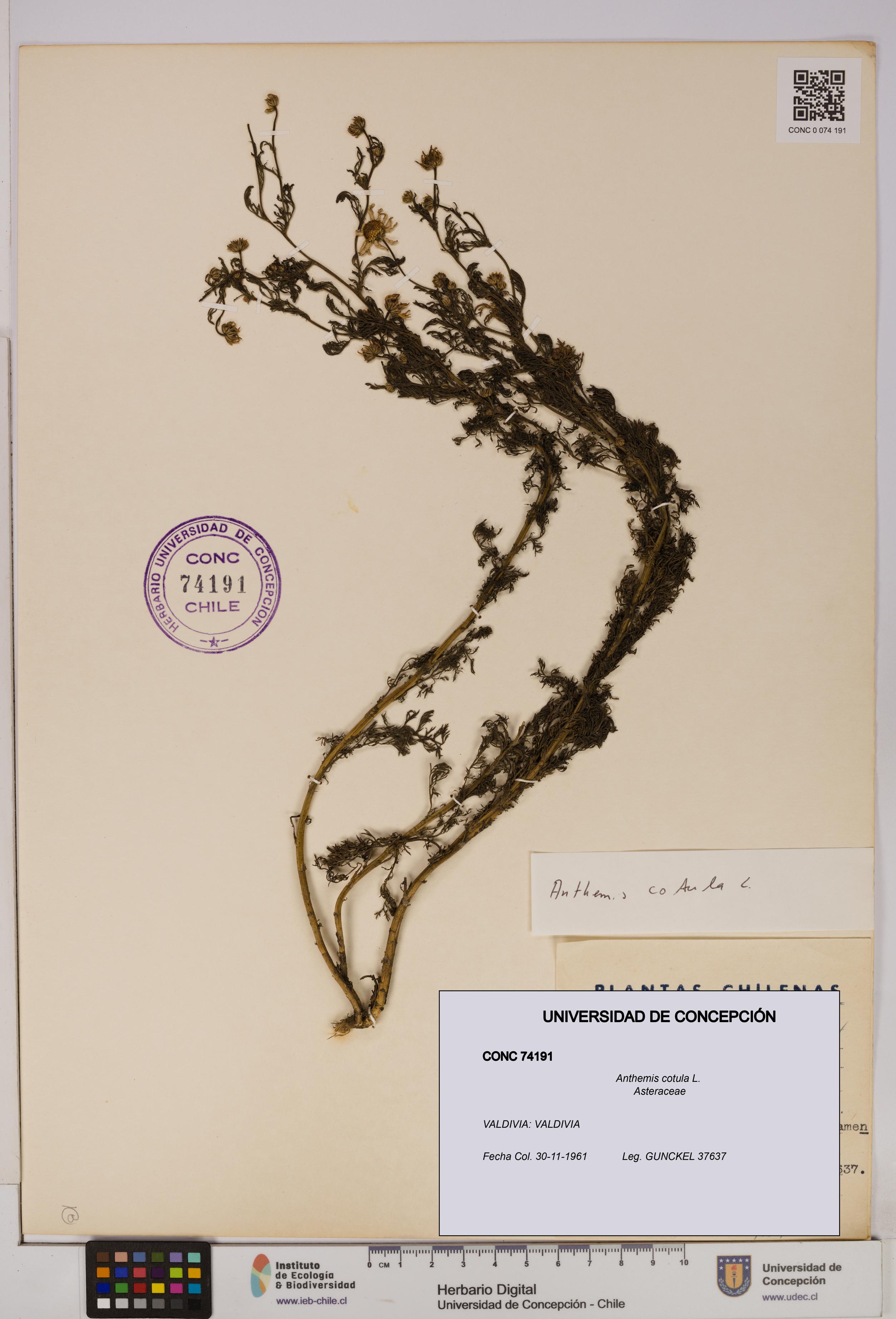 Anthemis cotula [Espécimen: UDEC:CONC:0074191]