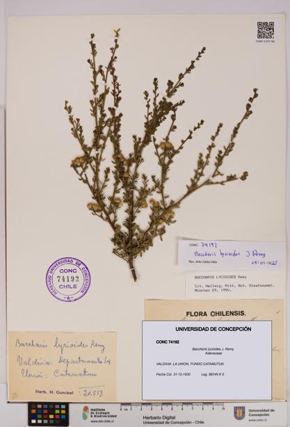 Baccharis lycioides [Espécimen: UDEC:CONC:0074192]