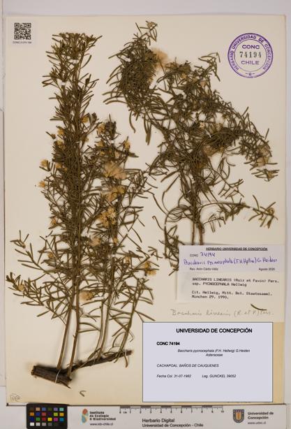 Baccharis pycnocephala [Espécimen: UDEC:CONC:0074194]