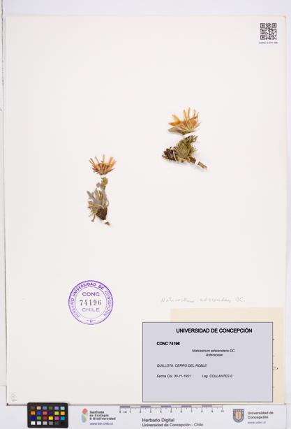 Noticastrum adscendens [Espécimen: ]