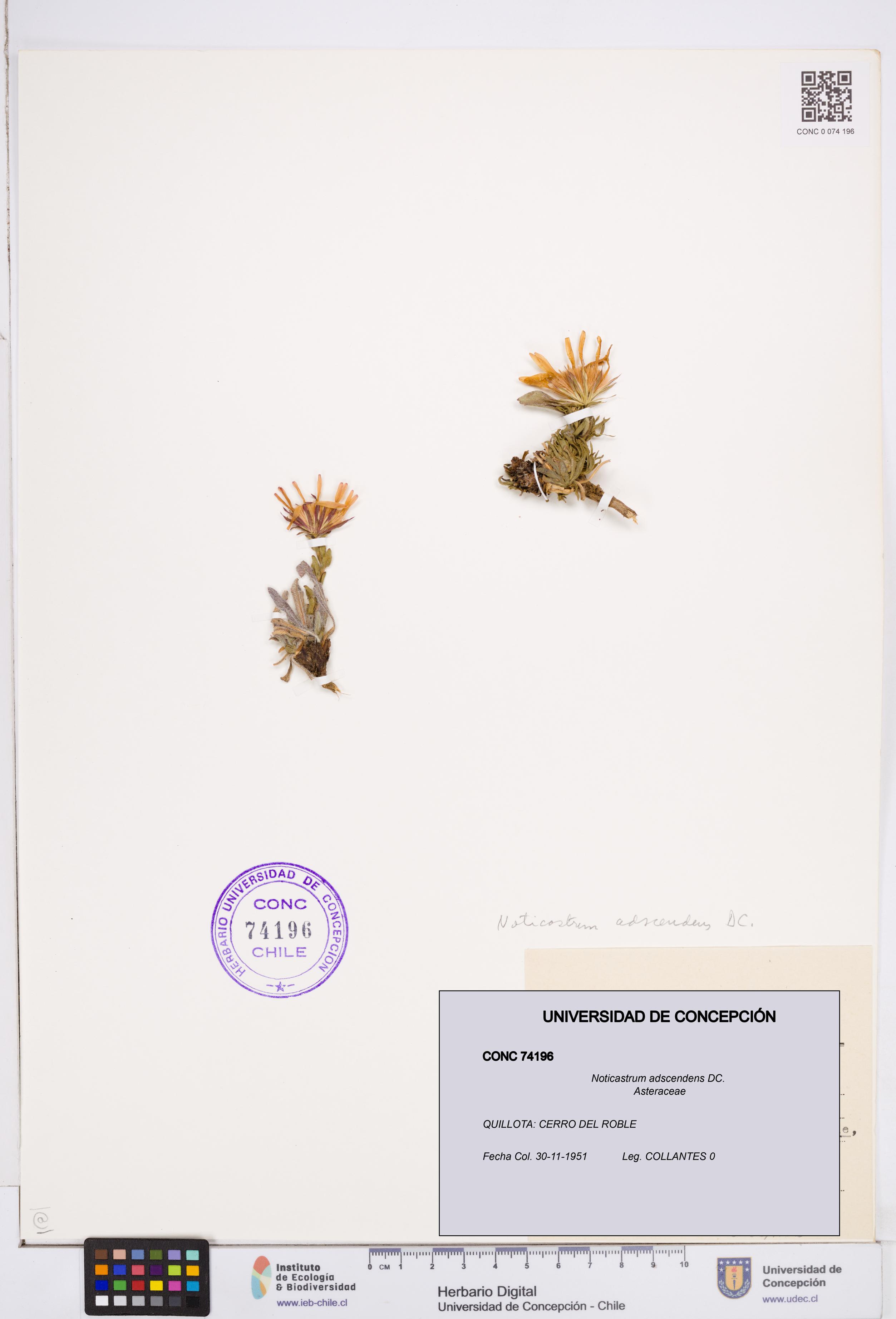 Noticastrum adscendens [Espécimen: ]