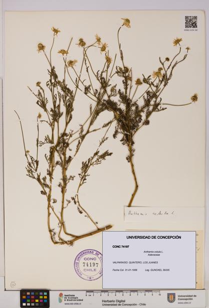 Anthemis cotula [Espécimen: UDEC:CONC:0074197]