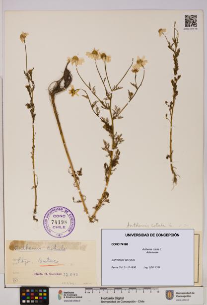 Anthemis cotula [Espécimen: UDEC:CONC:0074198]
