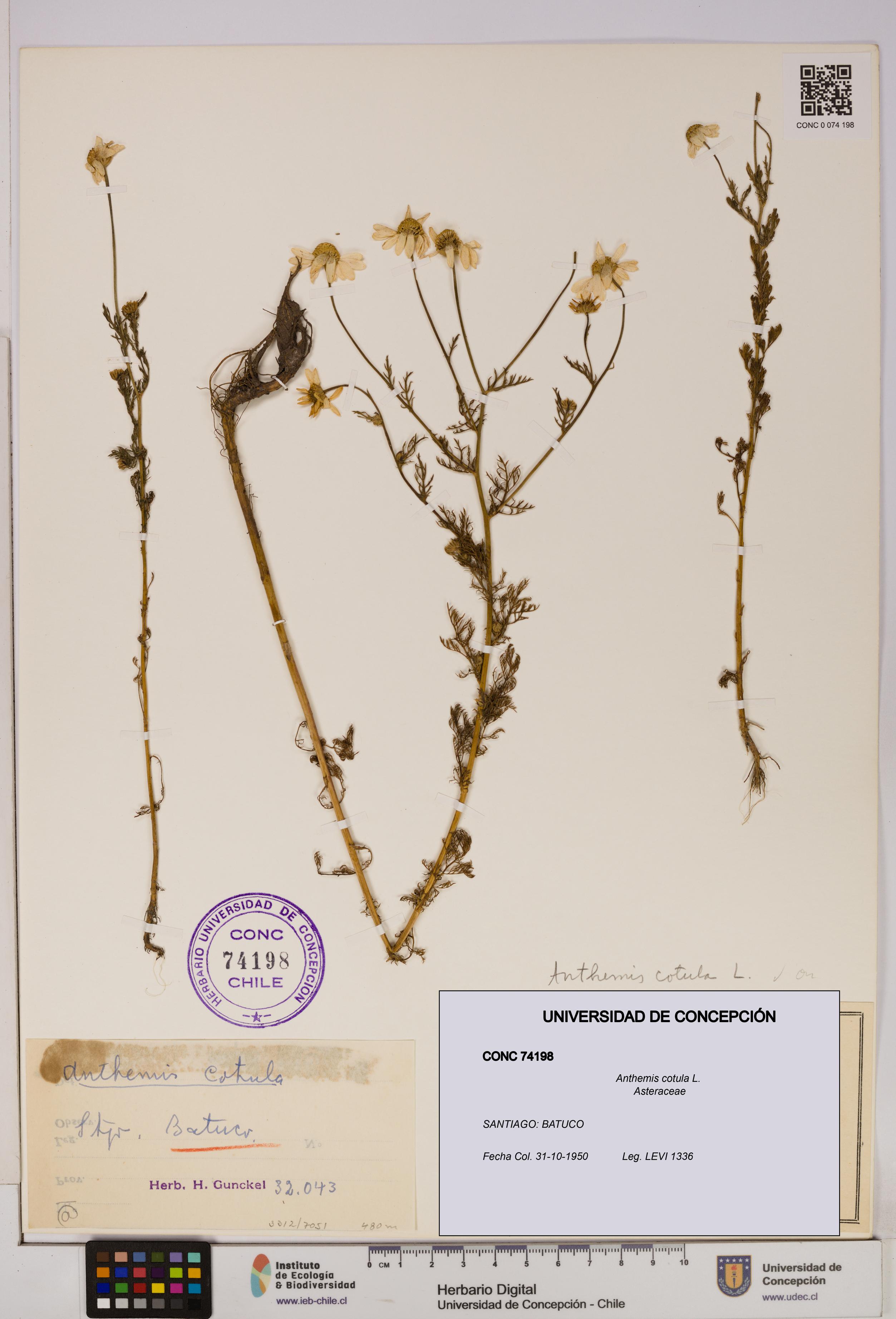 Anthemis cotula [Espécimen: UDEC:CONC:0074198]