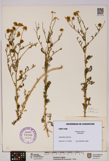 Anthemis cotula [Espécimen: UDEC:CONC:0074199]