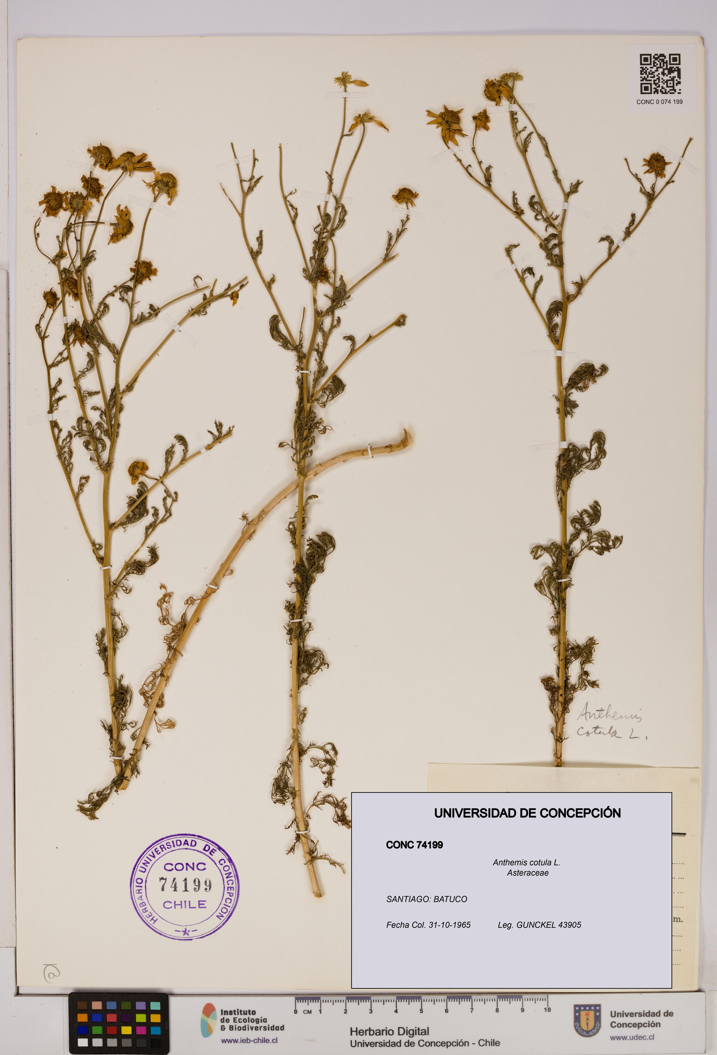 Anthemis cotula [Espécimen: UDEC:CONC:0074199]