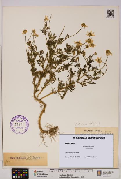 Anthemis cotula [Espécimen: UDEC:CONC:0074200]