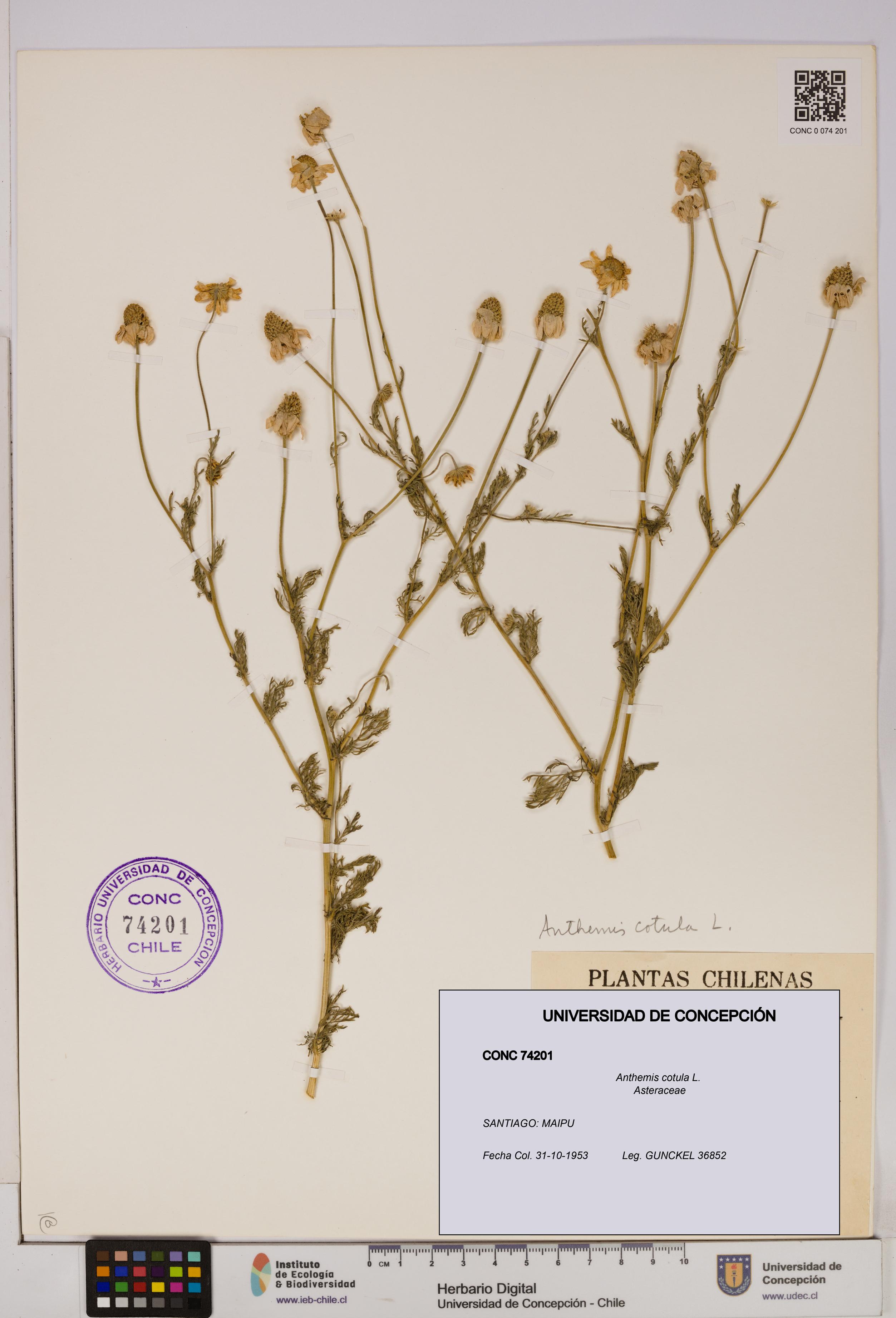 Anthemis cotula [Espécimen: UDEC:CONC:0074201]