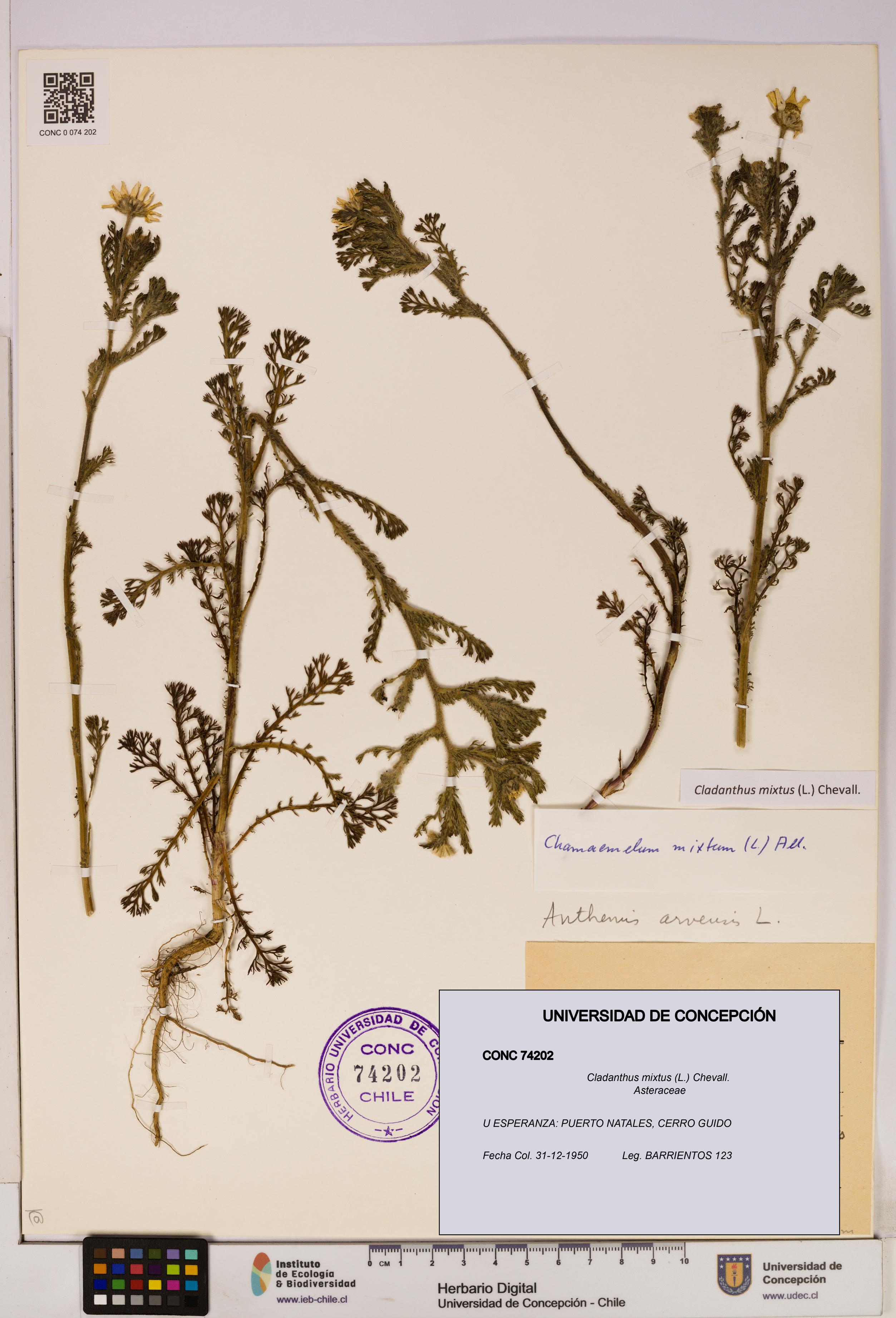 Cladanthus mixtus [Espécimen: UDEC:CONC:0074202]