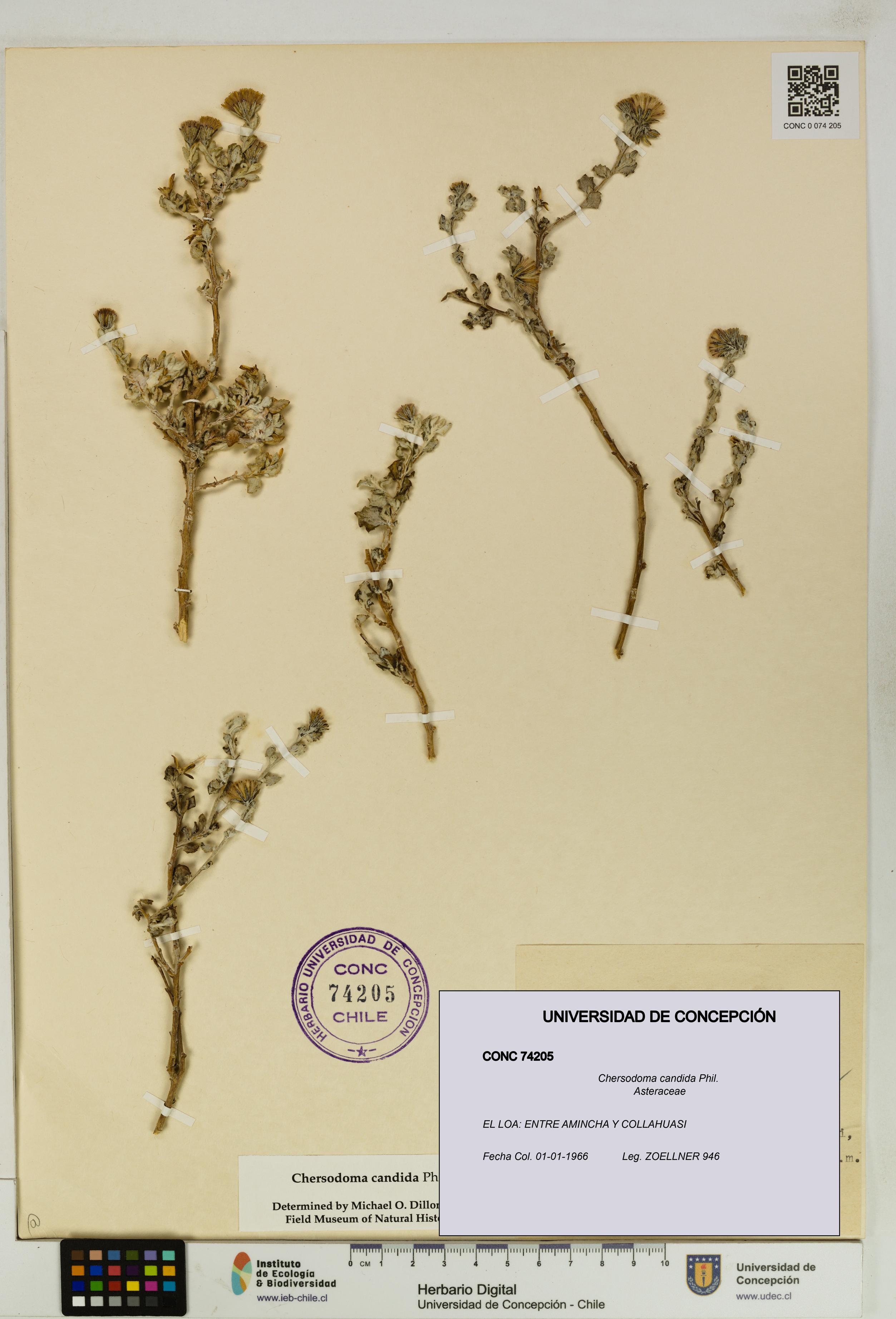 Chersodoma candida [Espécimen: UDEC:CONC:0074205]