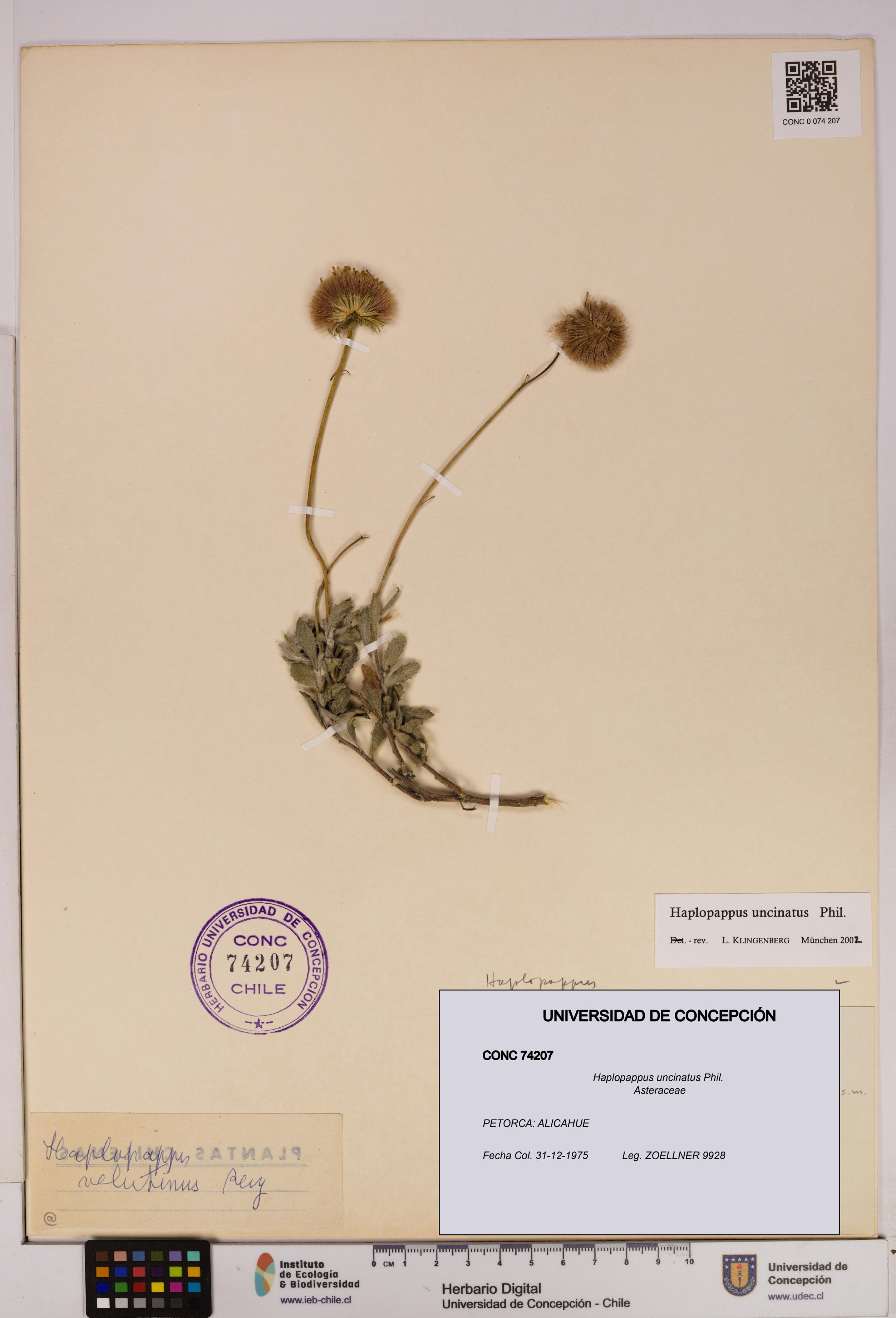 Haplopappus uncinatus [Espécimen: UDEC:CONC:0074207]
