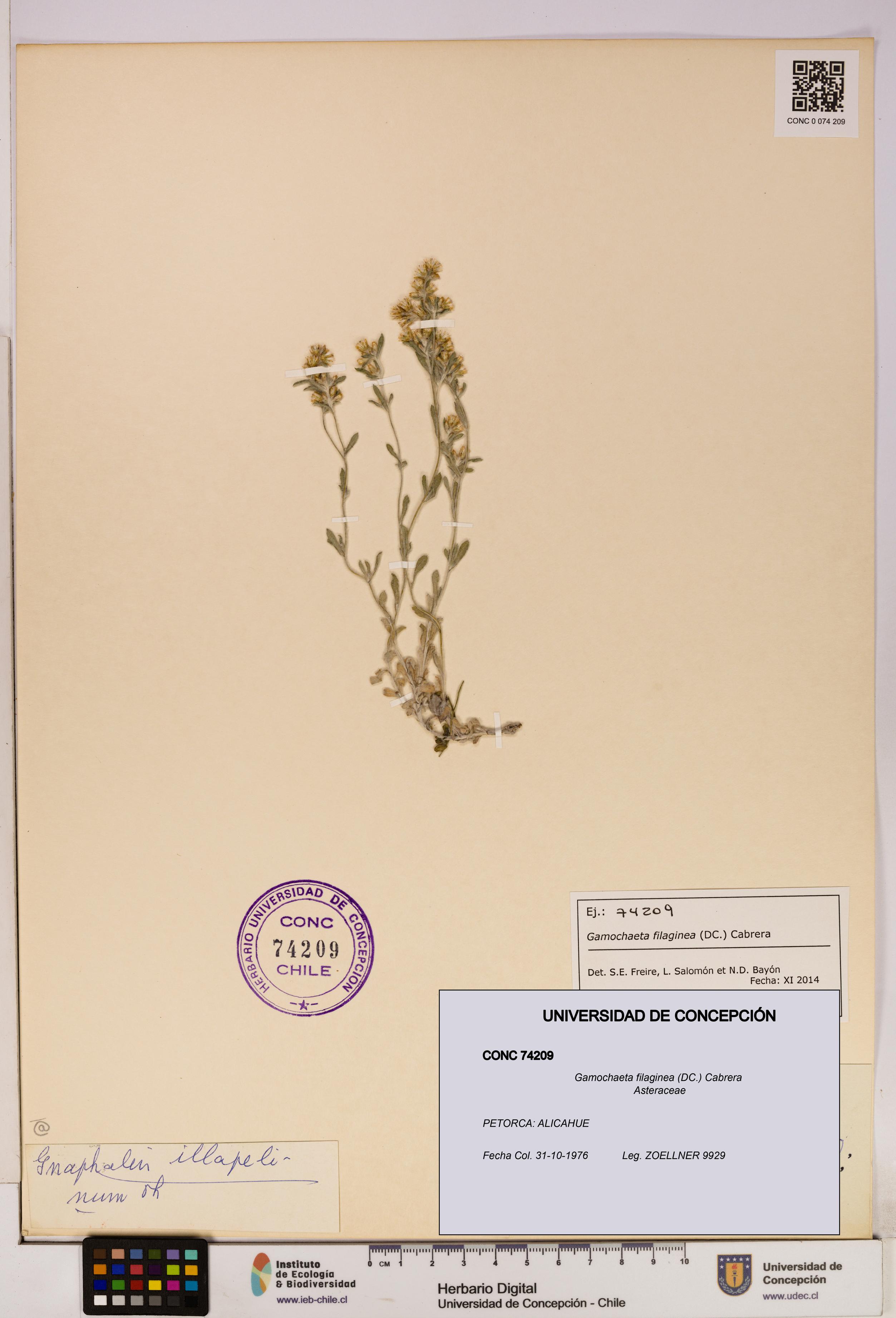 Gamochaeta filaginea [Espécimen: UDEC:CONC:0074209]