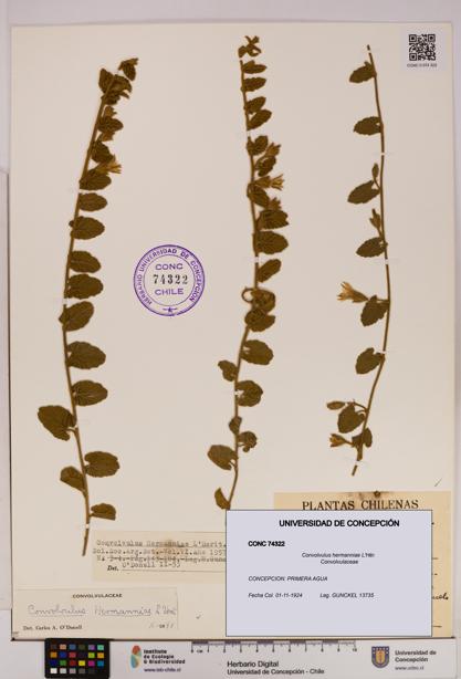 Convolvulus hermanniae [Espécimen: UDEC:CONC:0074322]