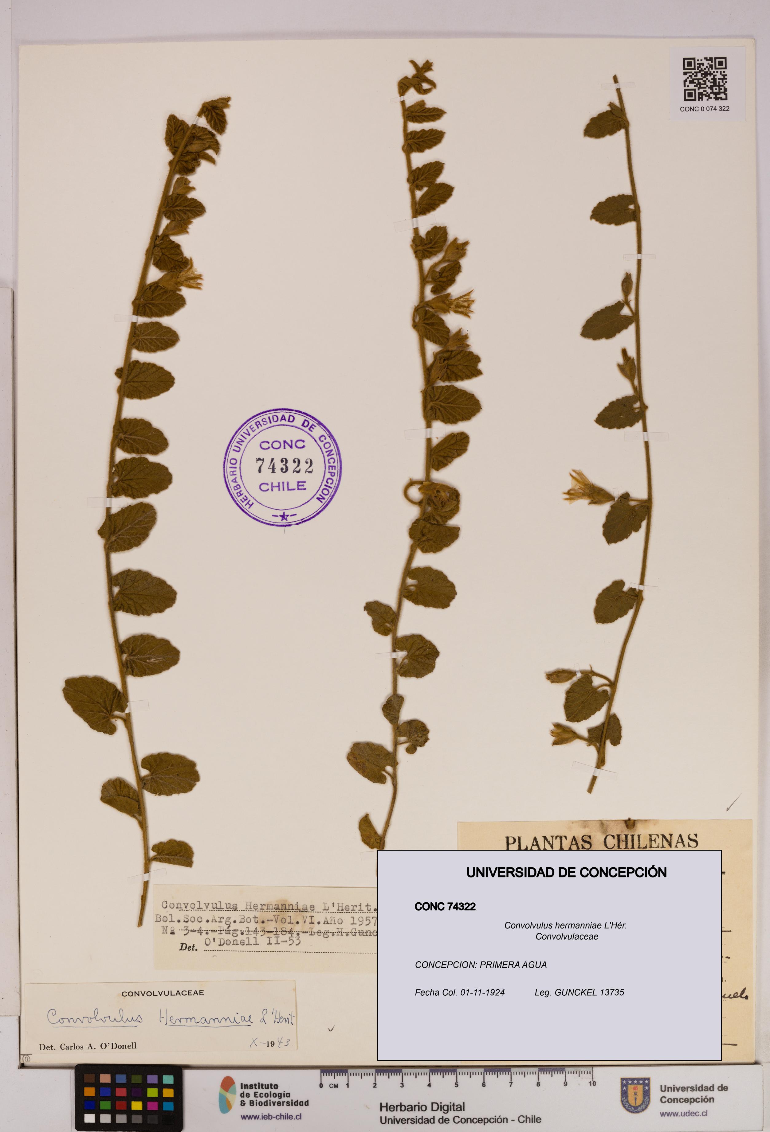 Convolvulus hermanniae [Espécimen: UDEC:CONC:0074322]