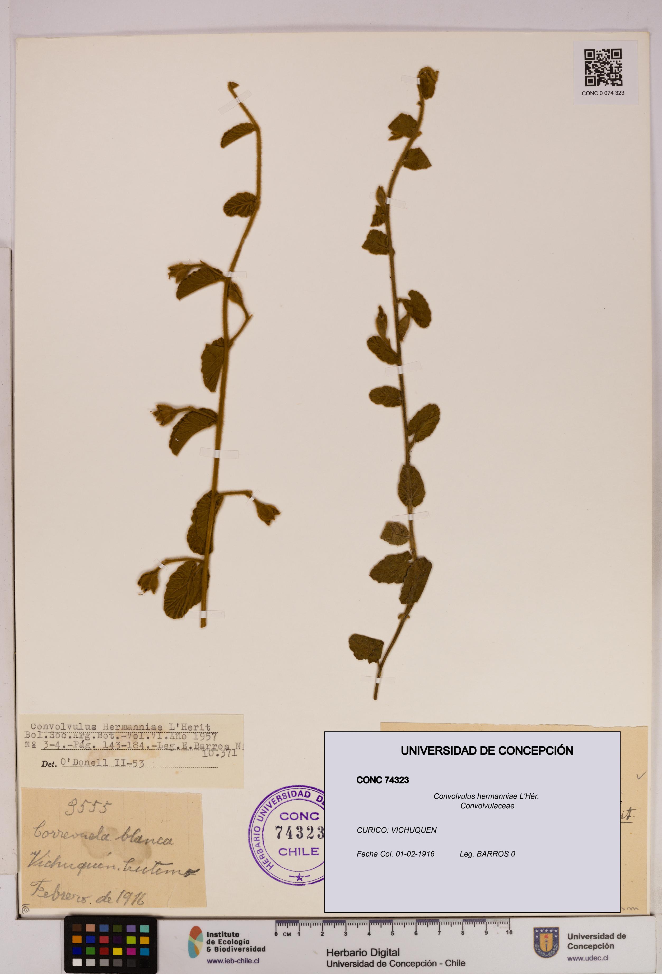 Convolvulus hermanniae [Espécimen: UDEC:CONC:0074323]