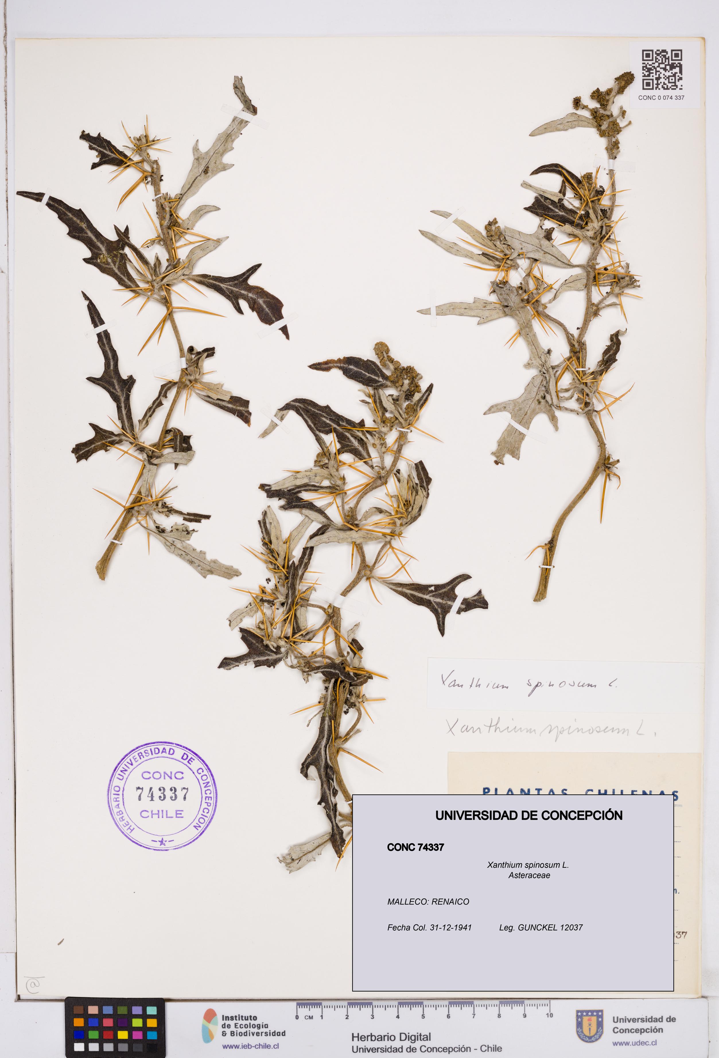 Xanthium spinosum [Espécimen: ]