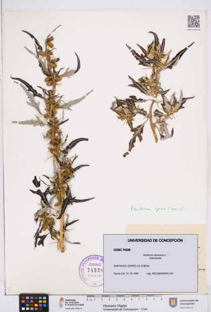 Xanthium spinosum [Espécimen: ]