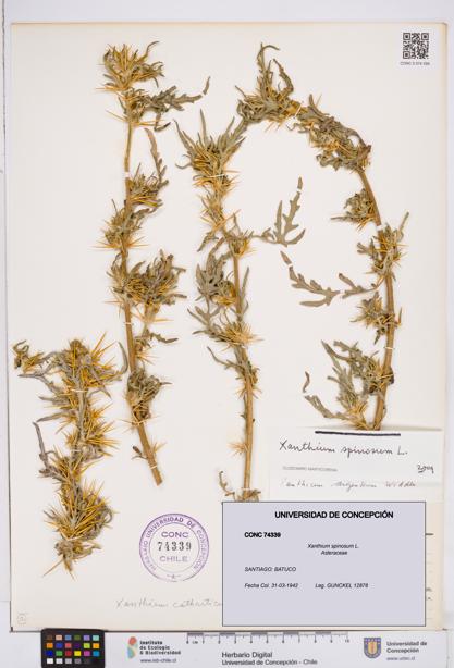 Xanthium spinosum [Espécimen: ]