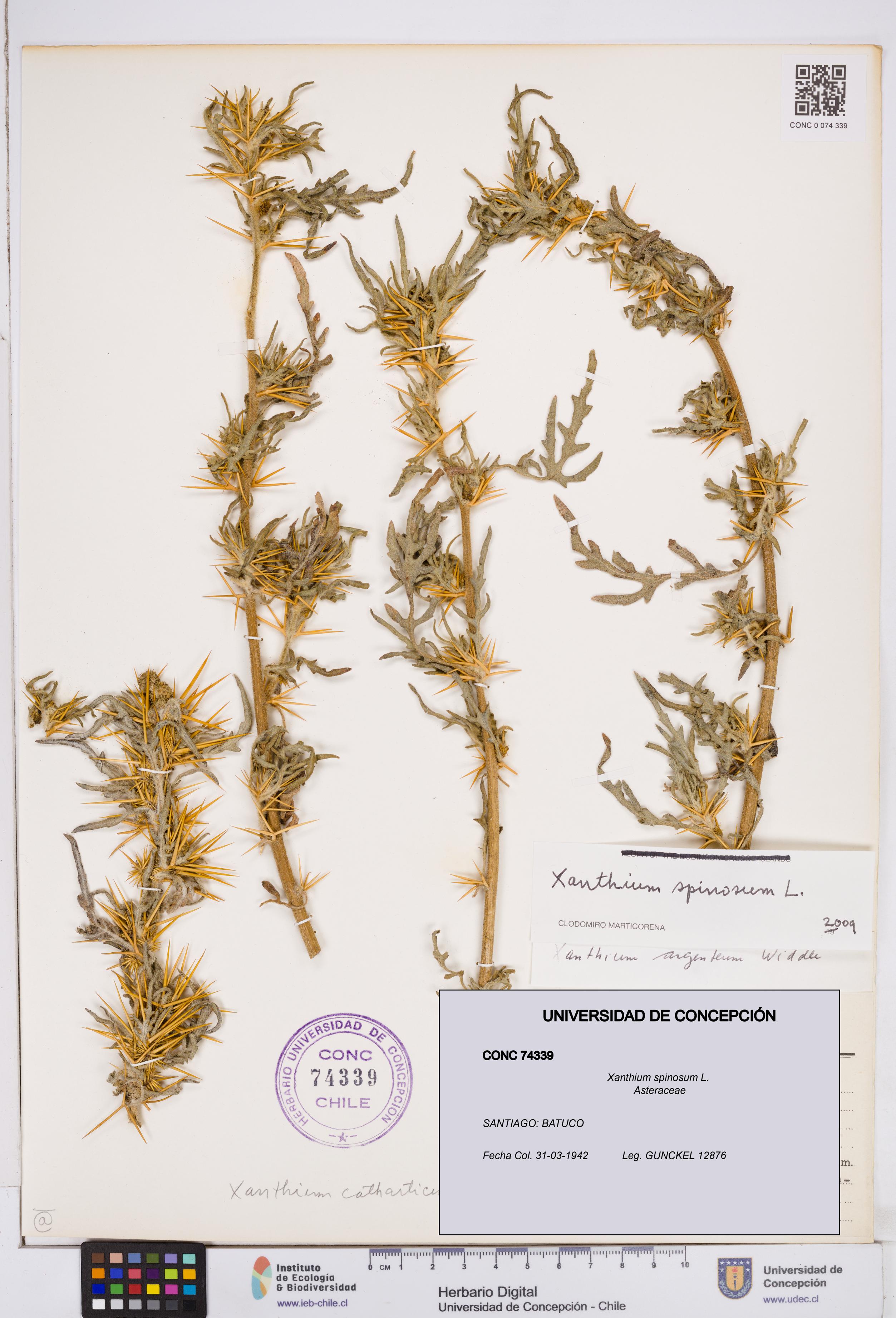 Xanthium spinosum [Espécimen: ]
