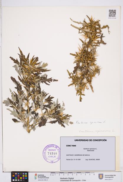 Xanthium spinosum [Espécimen: ]