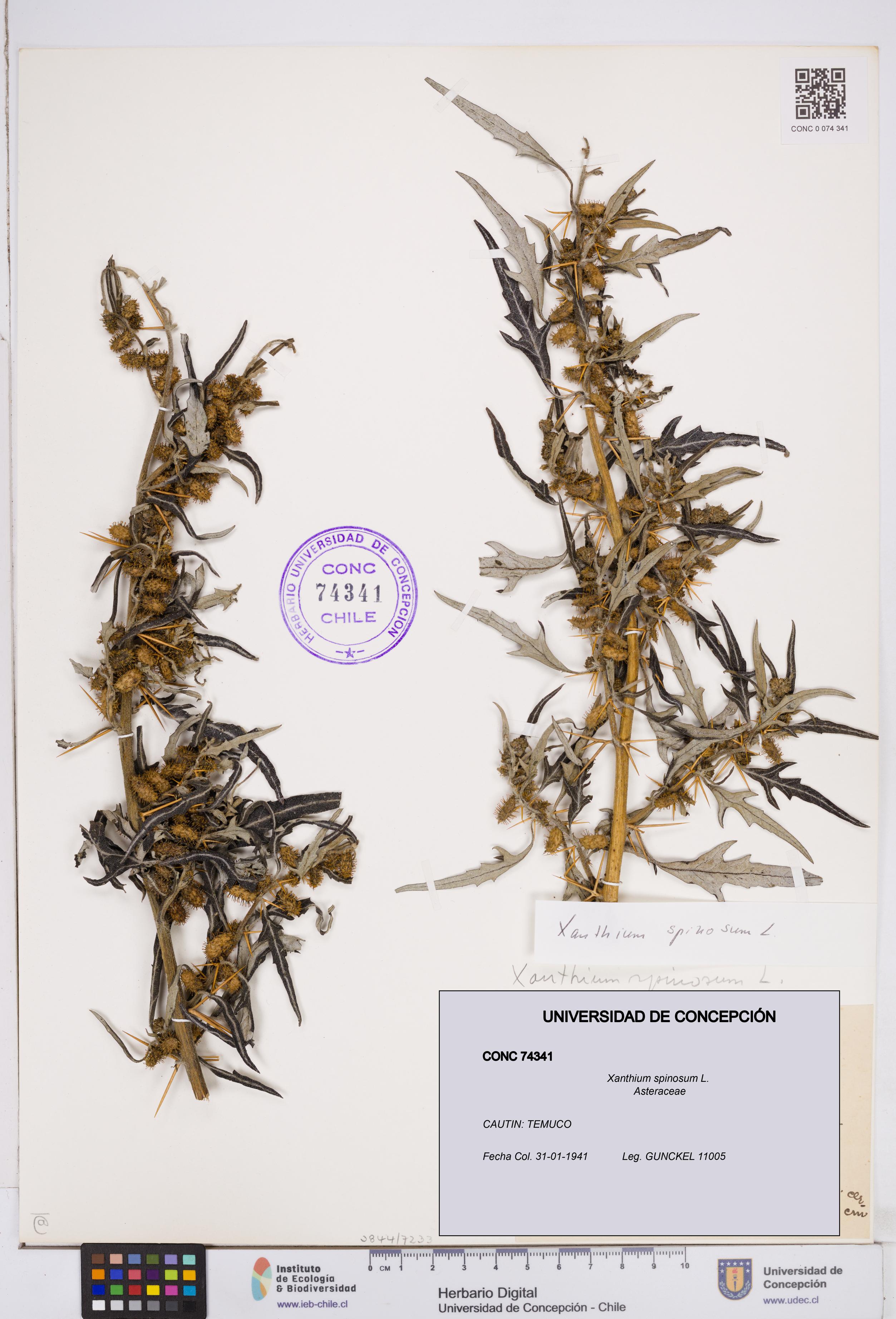 Xanthium spinosum [Espécimen: ]