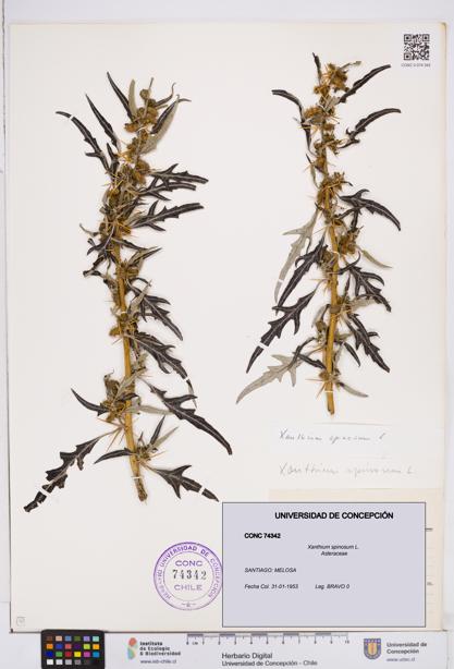 Xanthium spinosum [Espécimen: ]