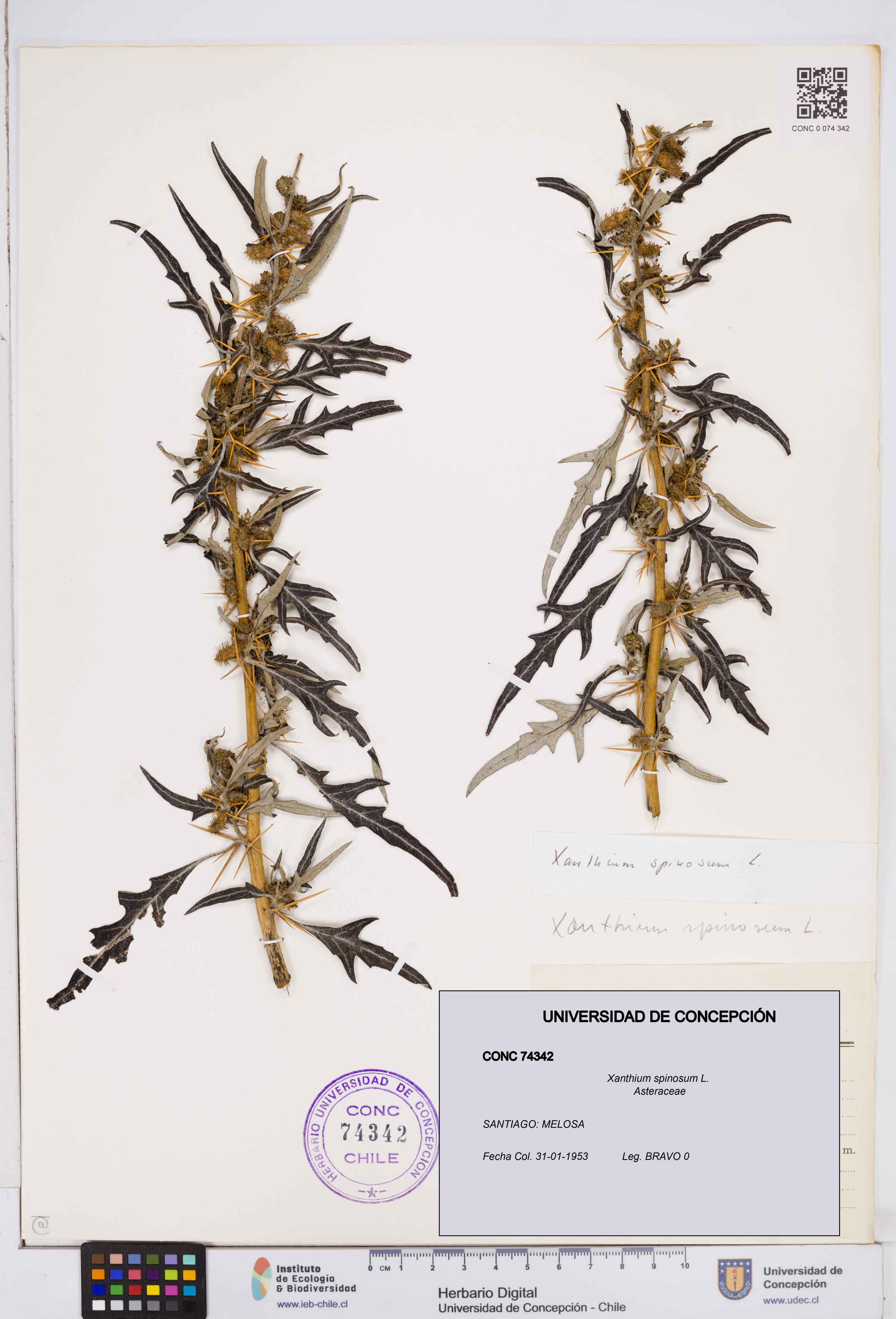 Xanthium spinosum [Espécimen: ]
