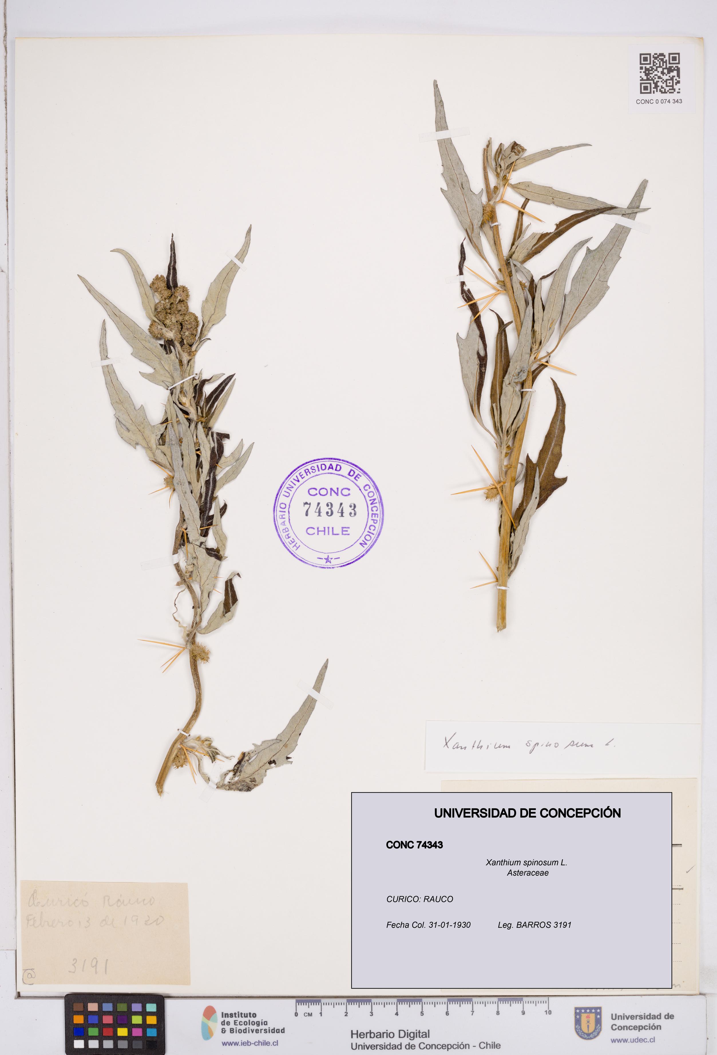 Xanthium spinosum [Espécimen: ]