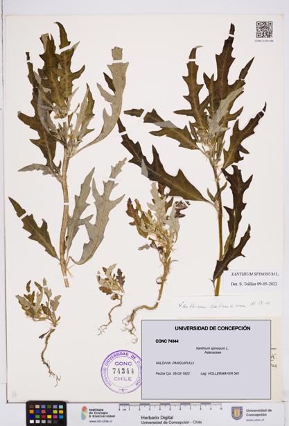 Xanthium spinosum [Espécimen: ]