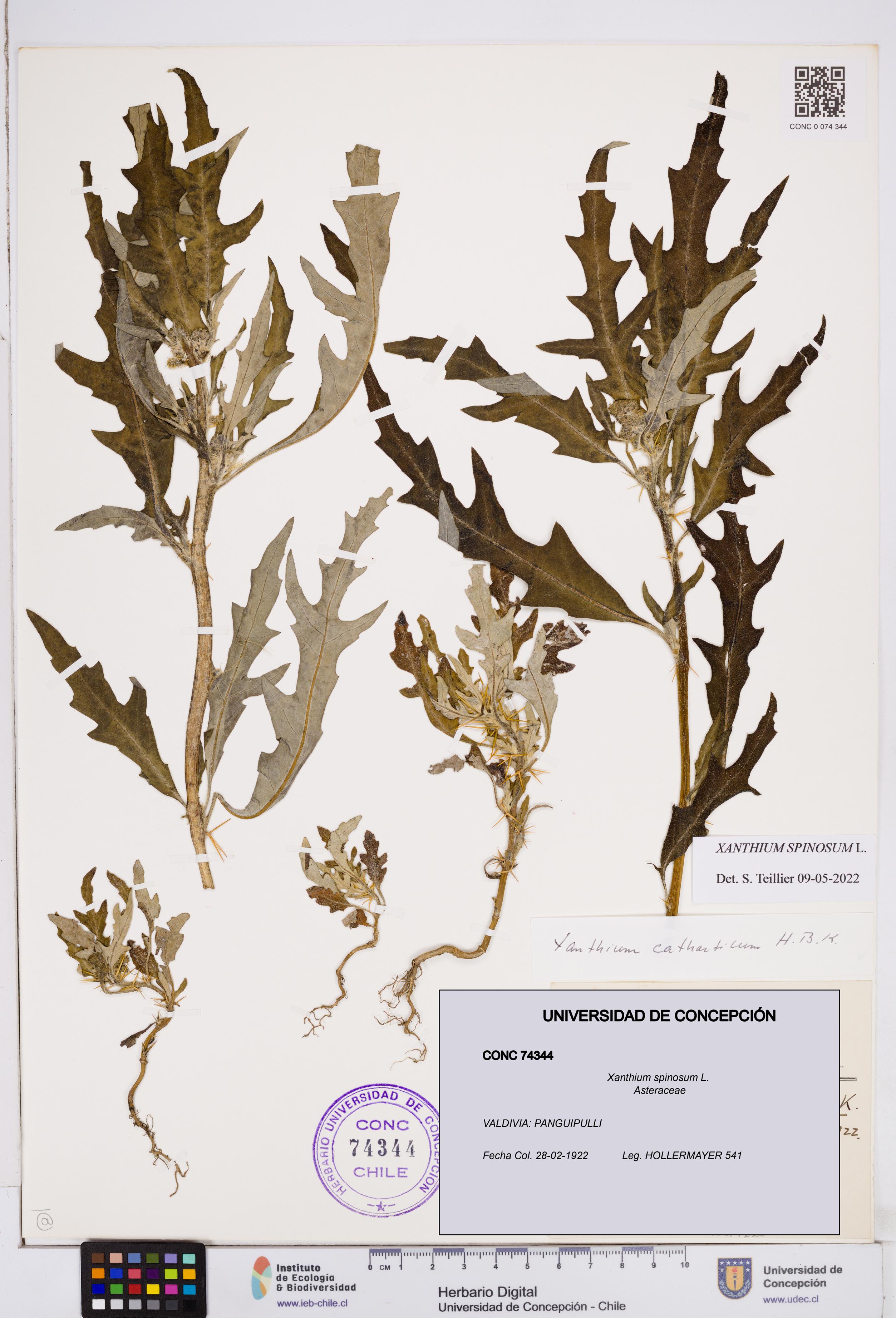 Xanthium spinosum [Espécimen: ]