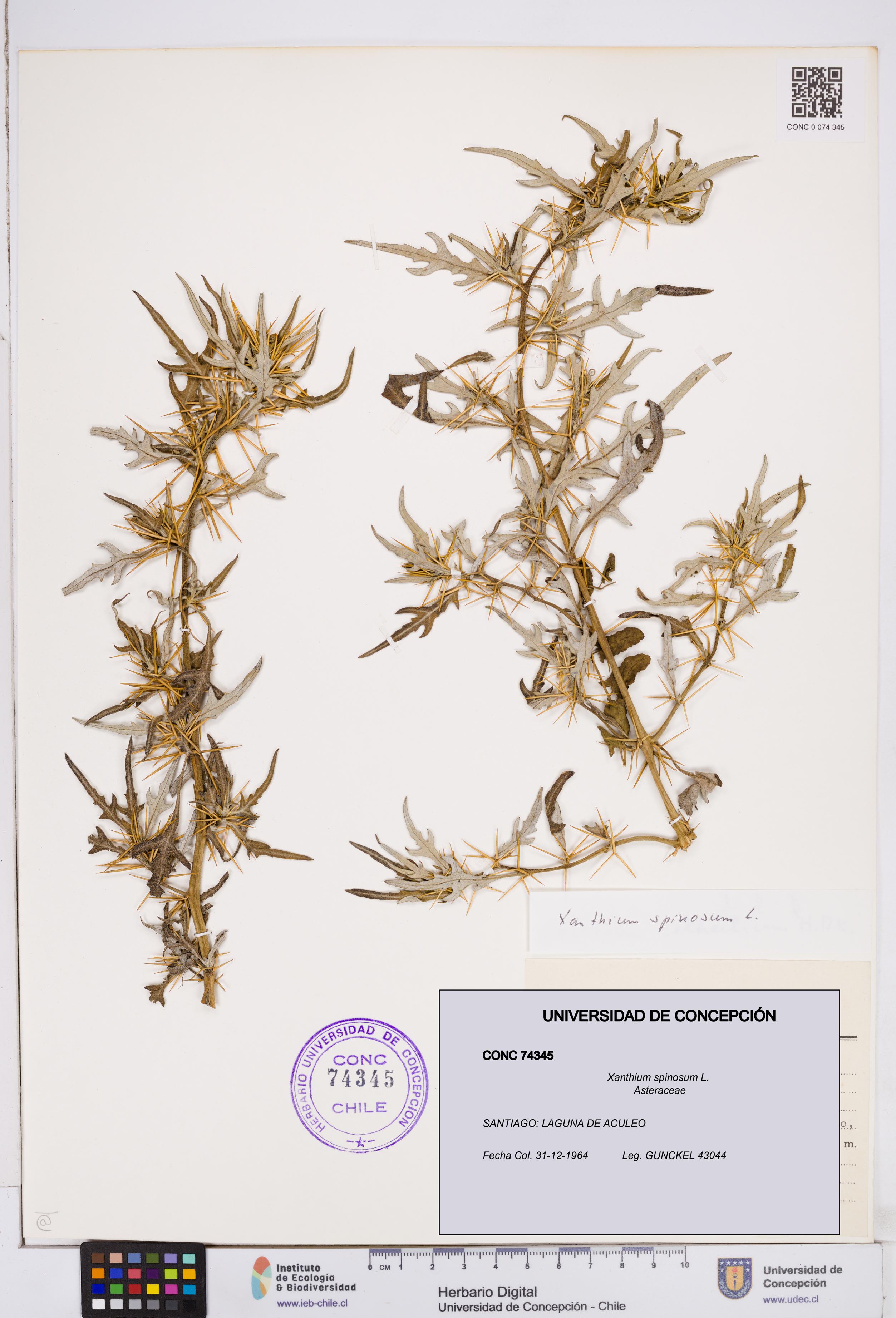 Xanthium spinosum [Espécimen: ]
