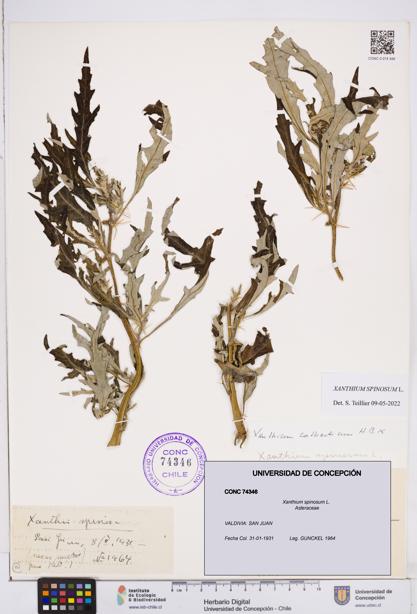 Xanthium spinosum [Espécimen: ]