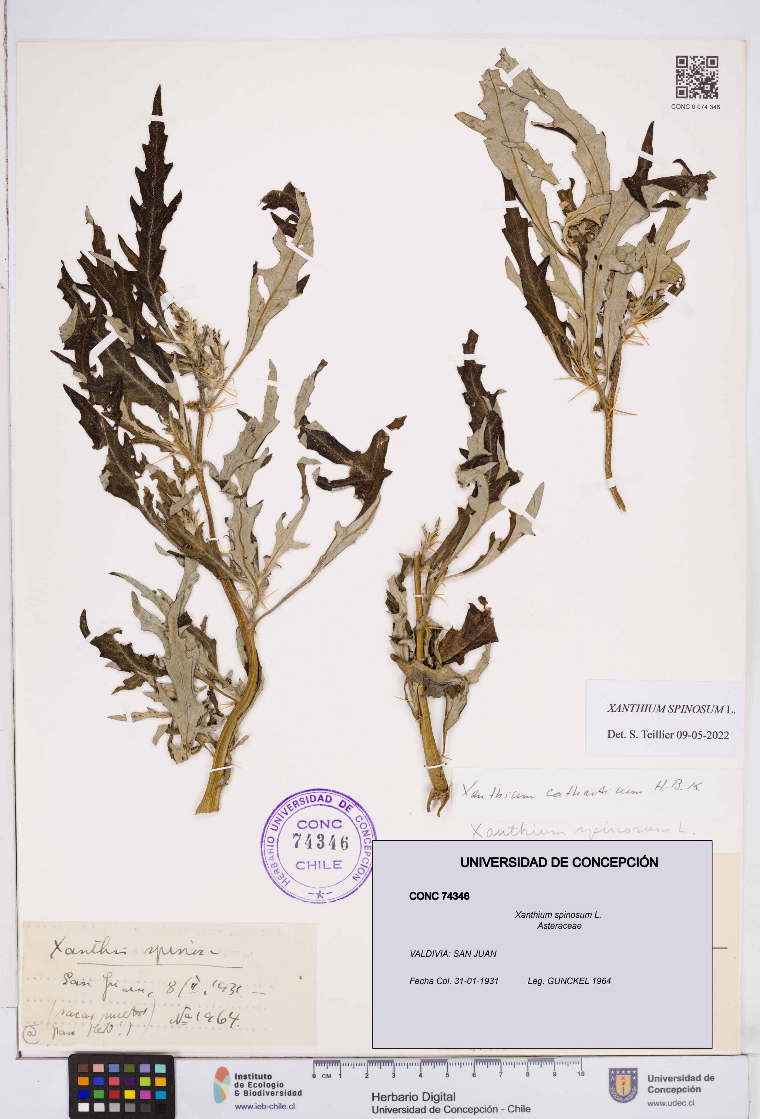 Xanthium spinosum [Espécimen: ]