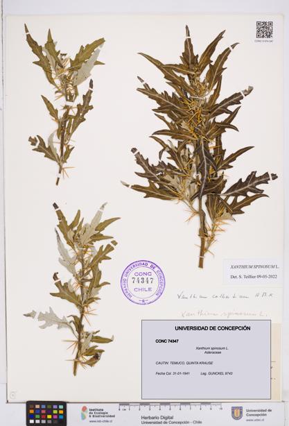 Xanthium spinosum [Espécimen: ]